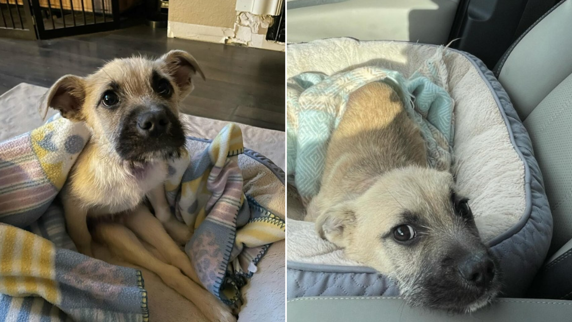 California Woman Saves A Puppy From The Brink And Soon Makes A Stunning Discovery