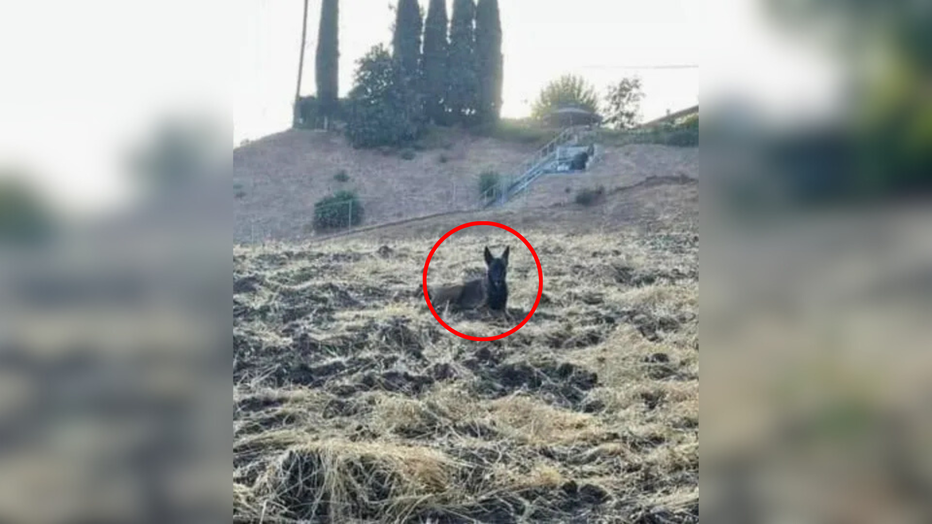 mysterious animal on hill
