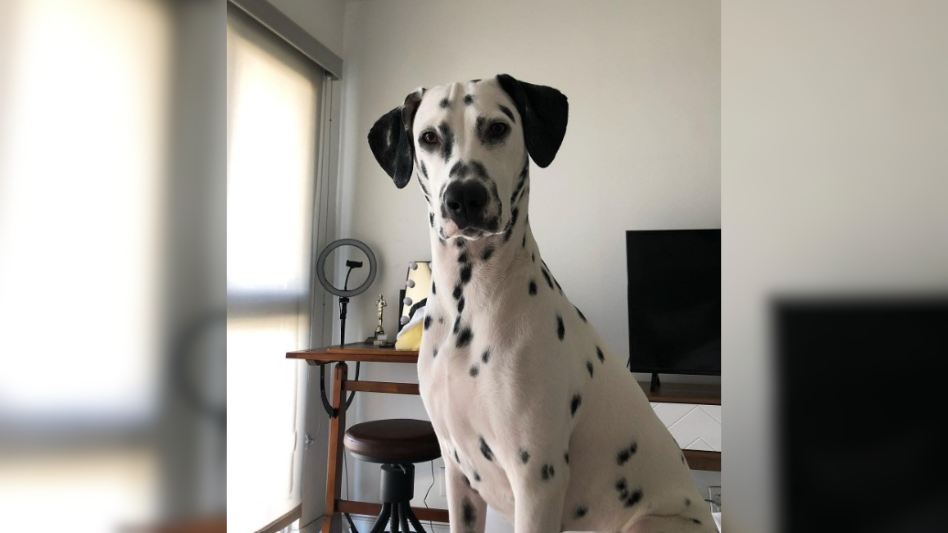 dalmatian dog