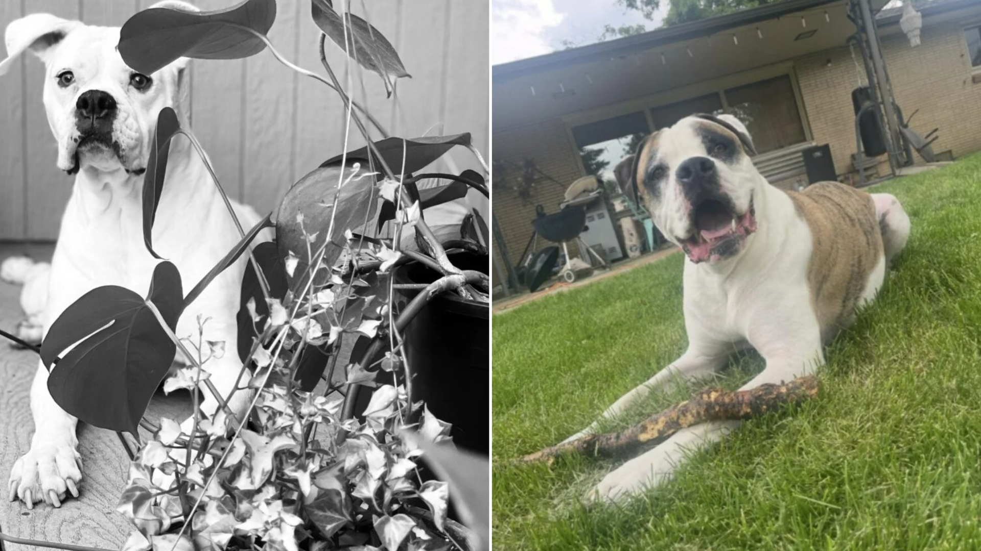 two similar dogs