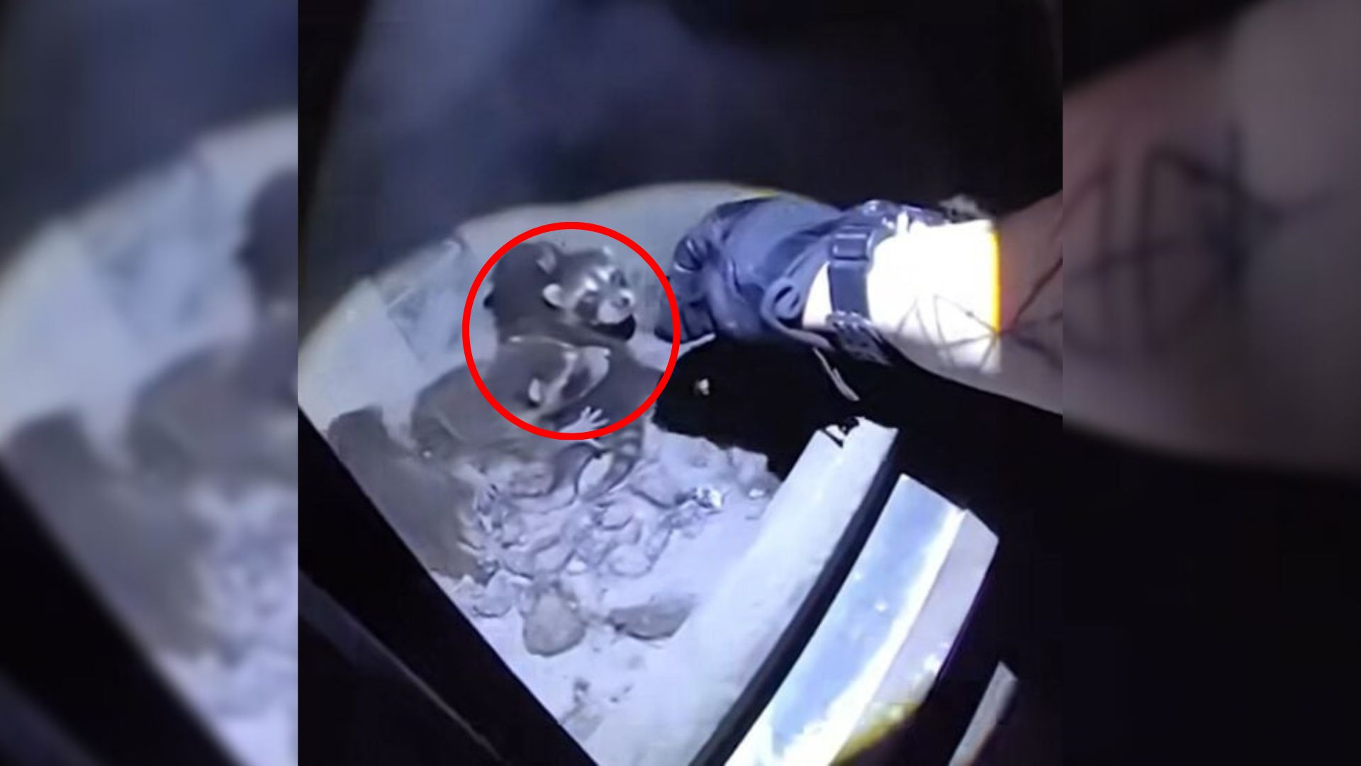 raccoon in chimney