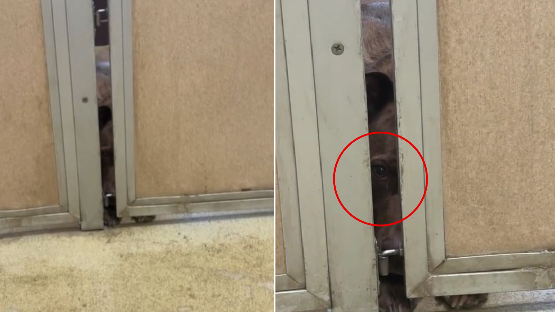dog peeking through shelter door