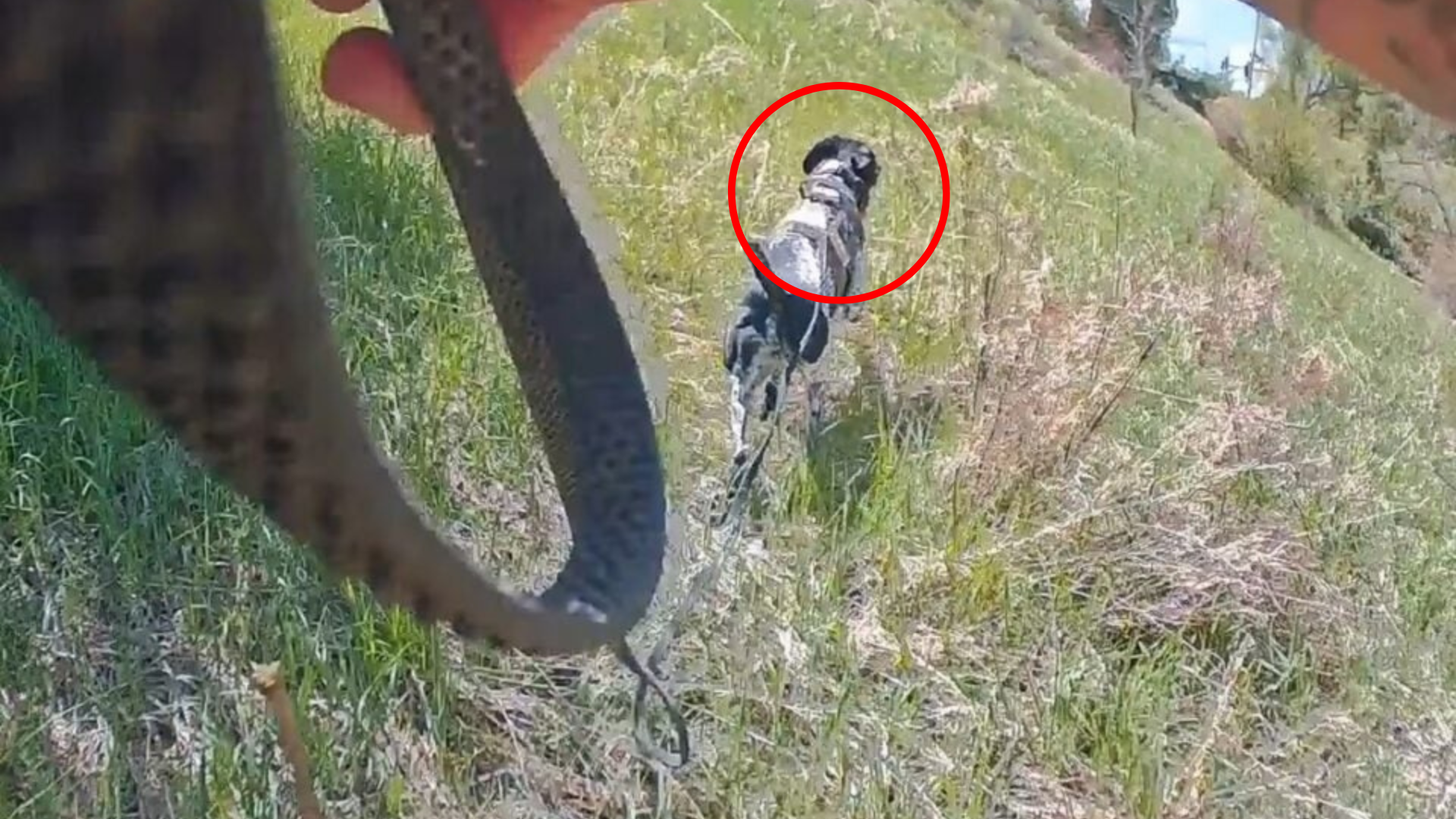 dog running in field