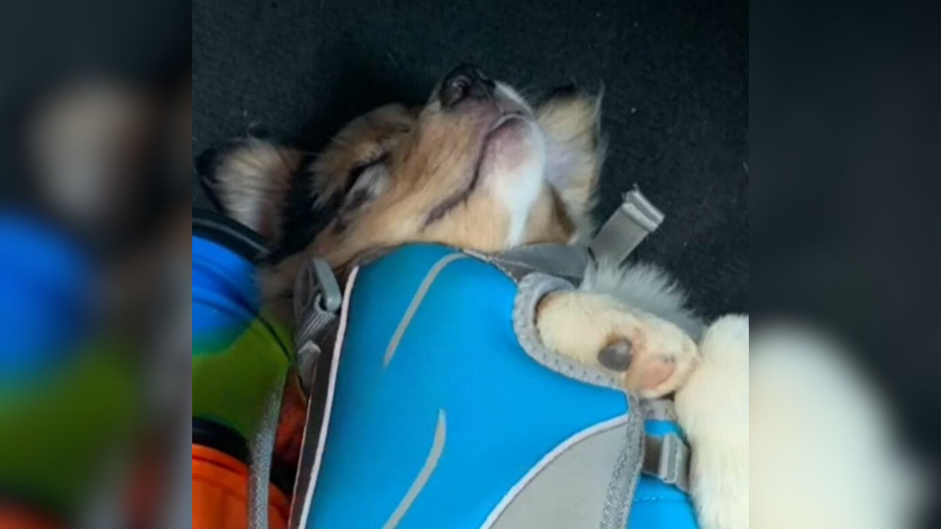 motionless dog