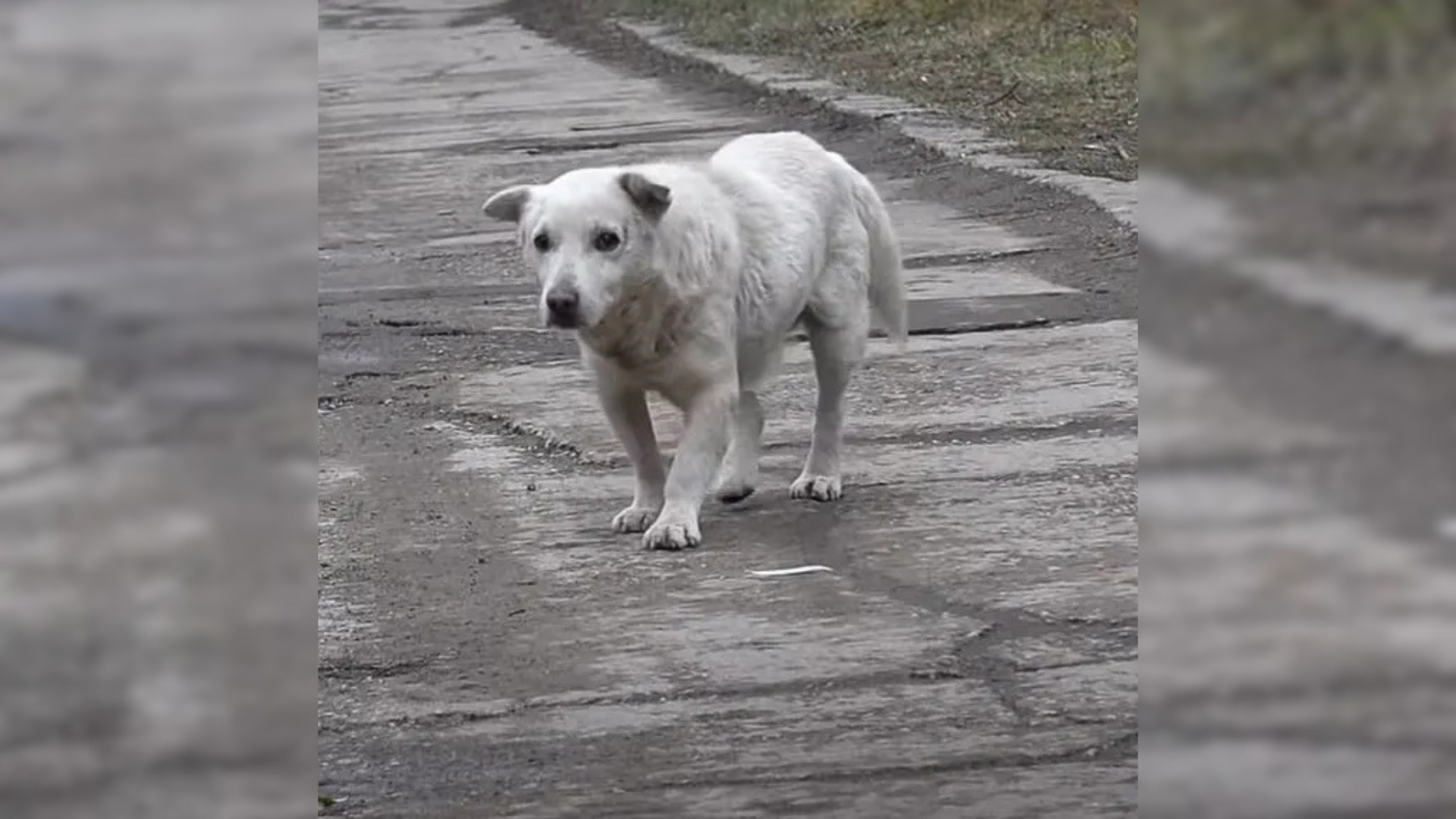dog walking on street