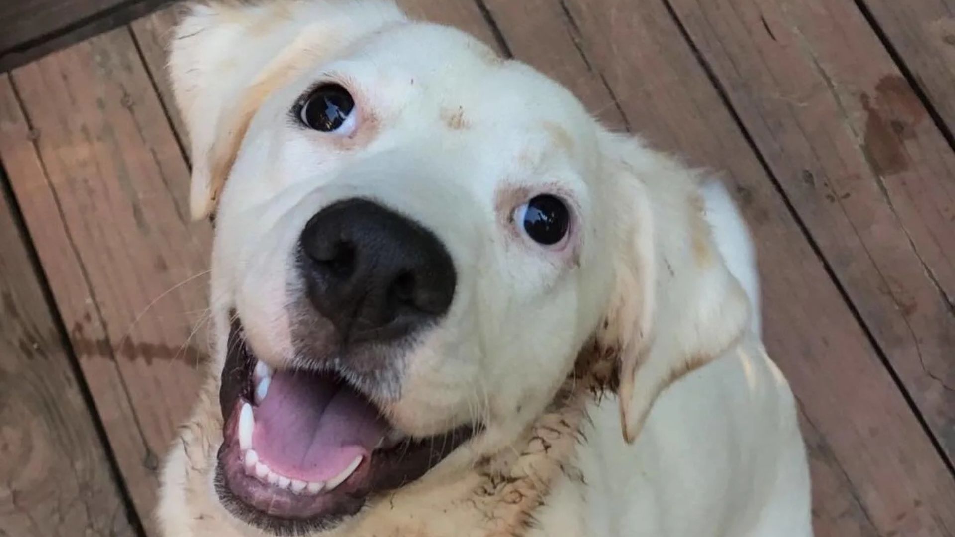 happy white dog