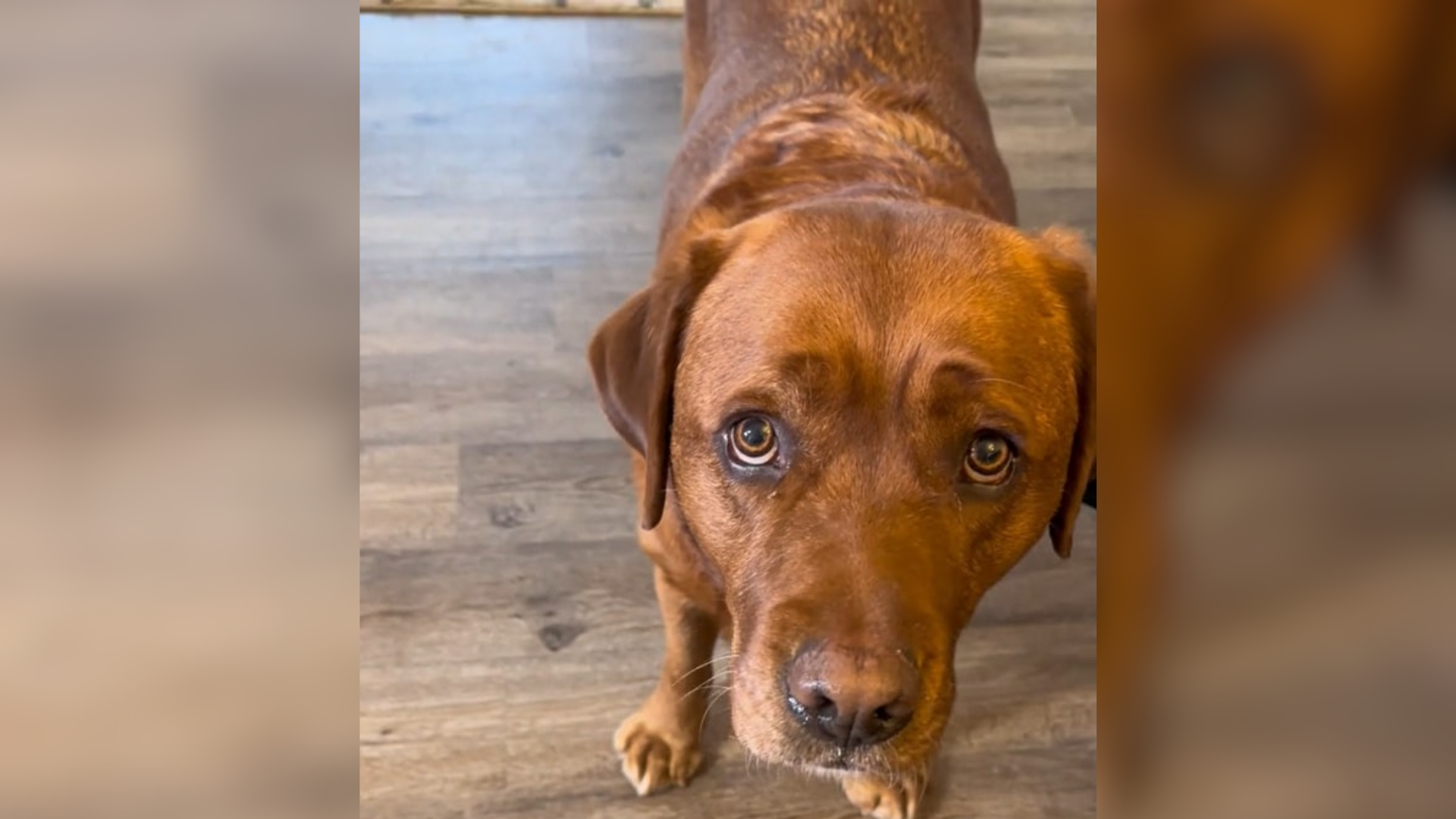 dog with guilty expression