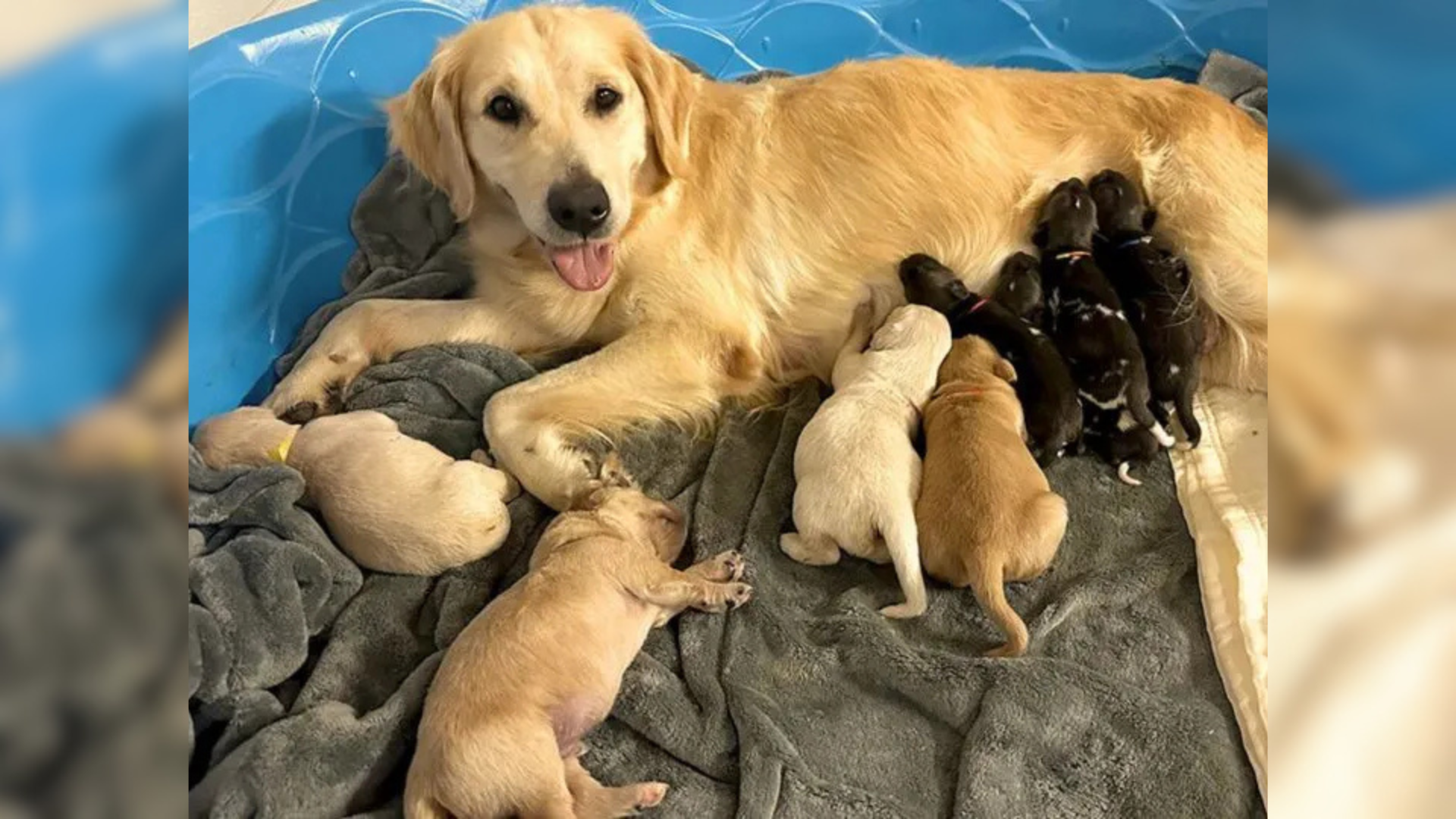 mother dog with many puppies