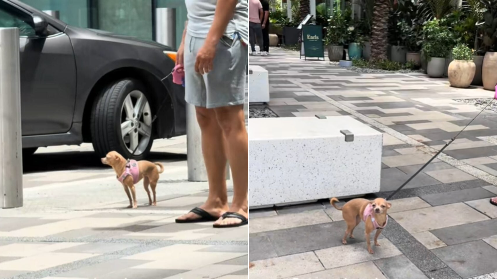 chihuahua in pink sweater