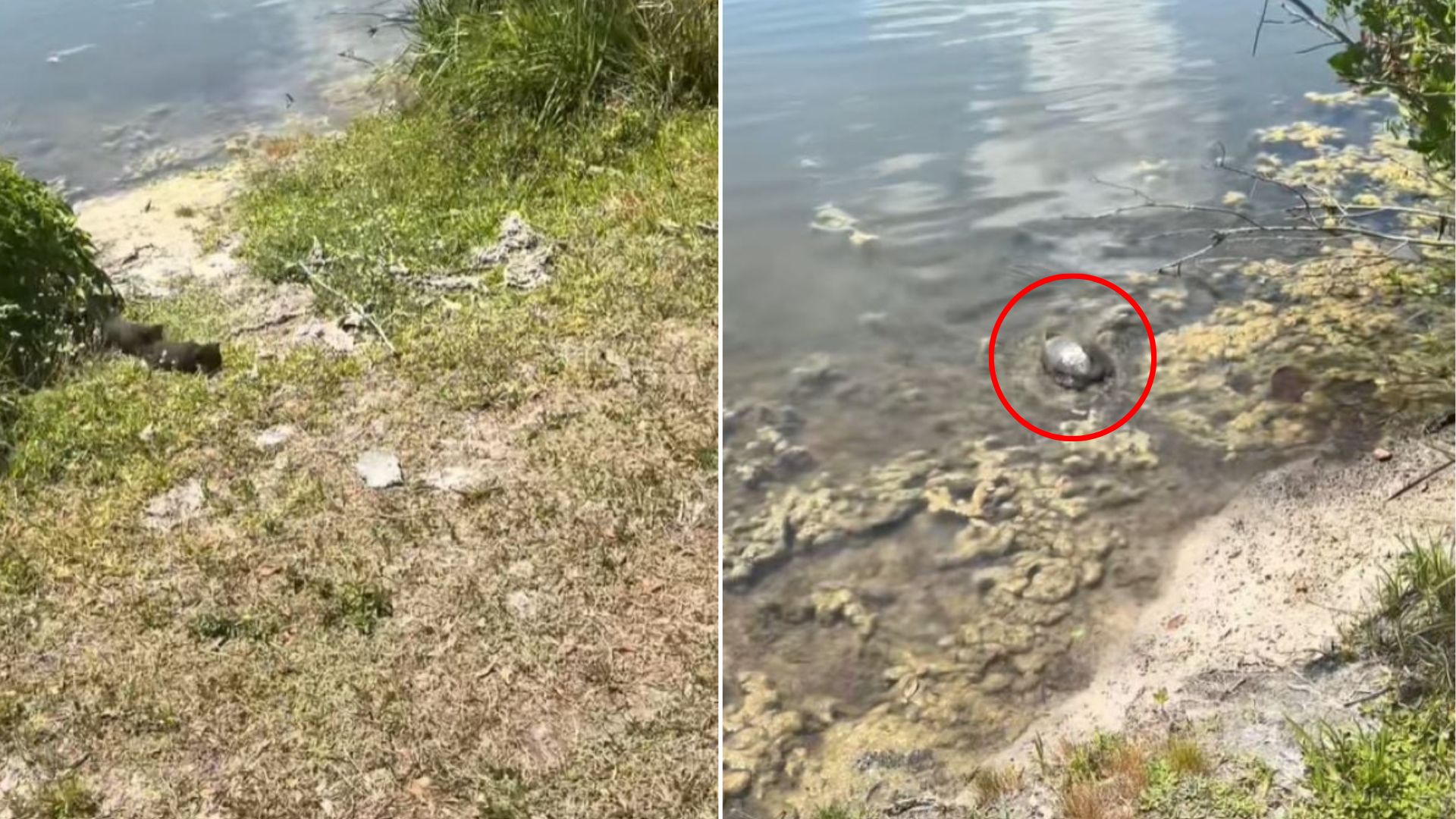 tiny turtle in water