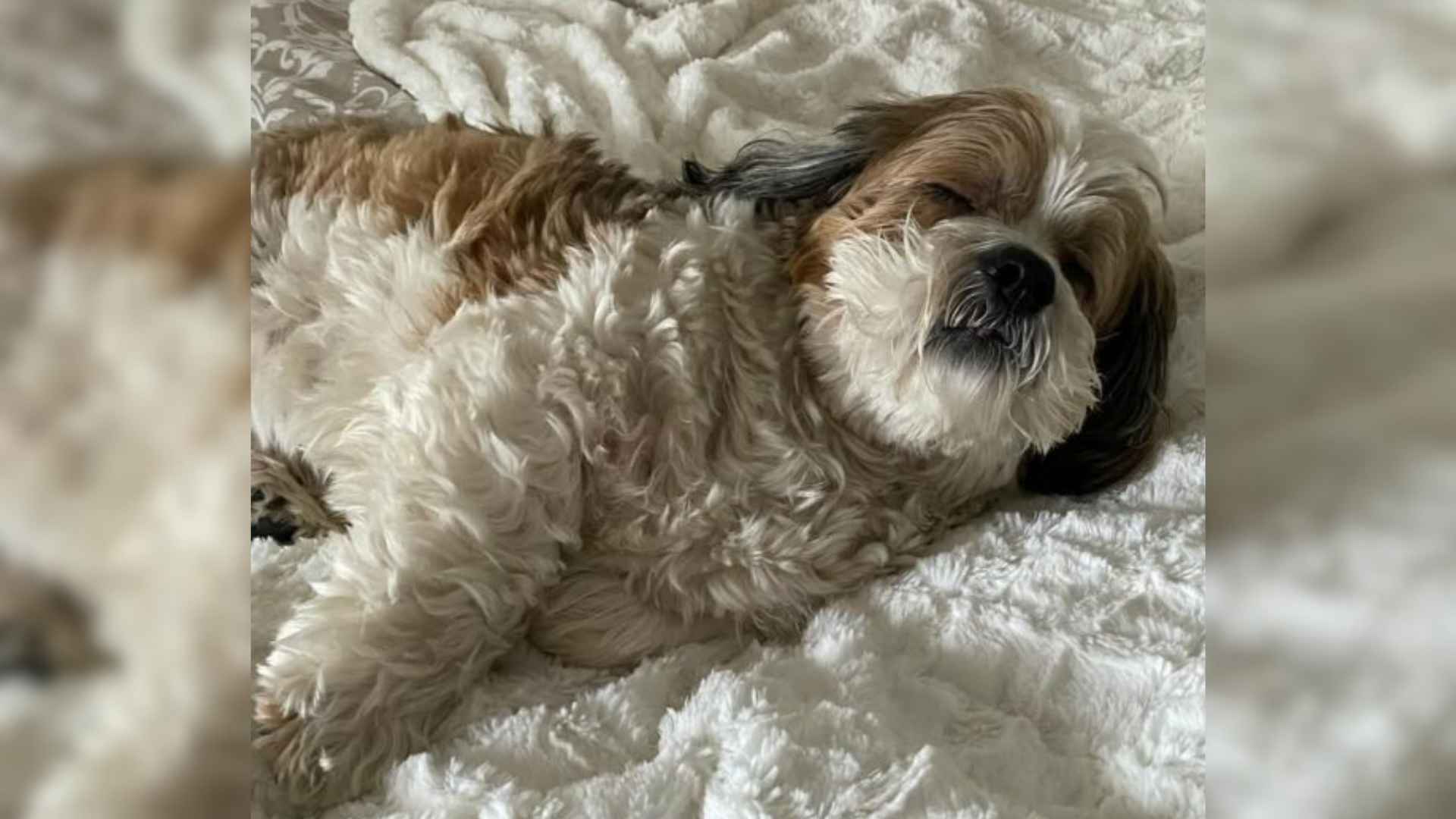 senior dog sleeping on bed