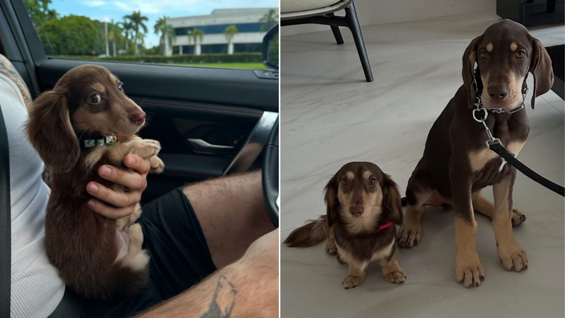 small and big dog