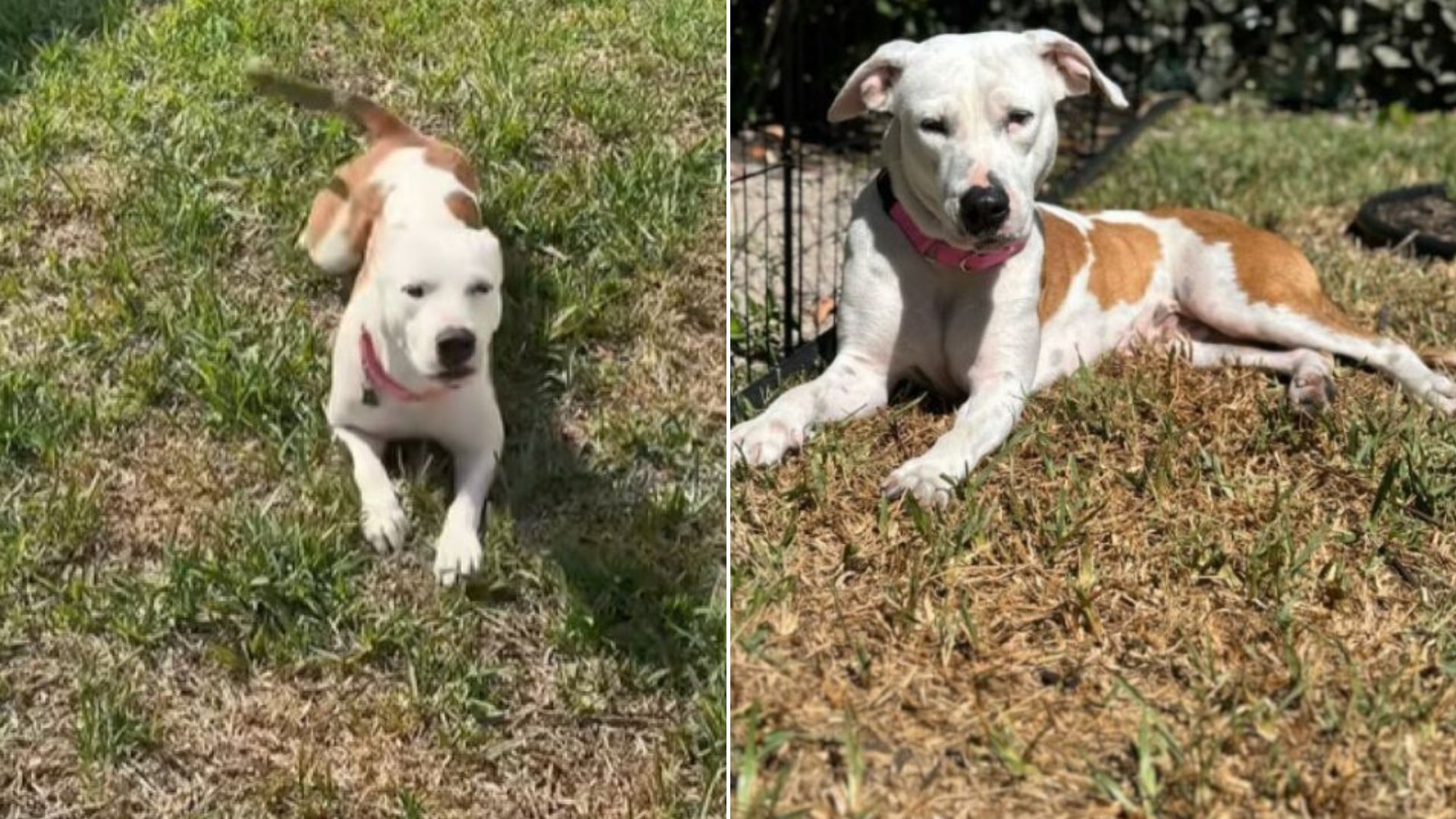 sweet dog laying down