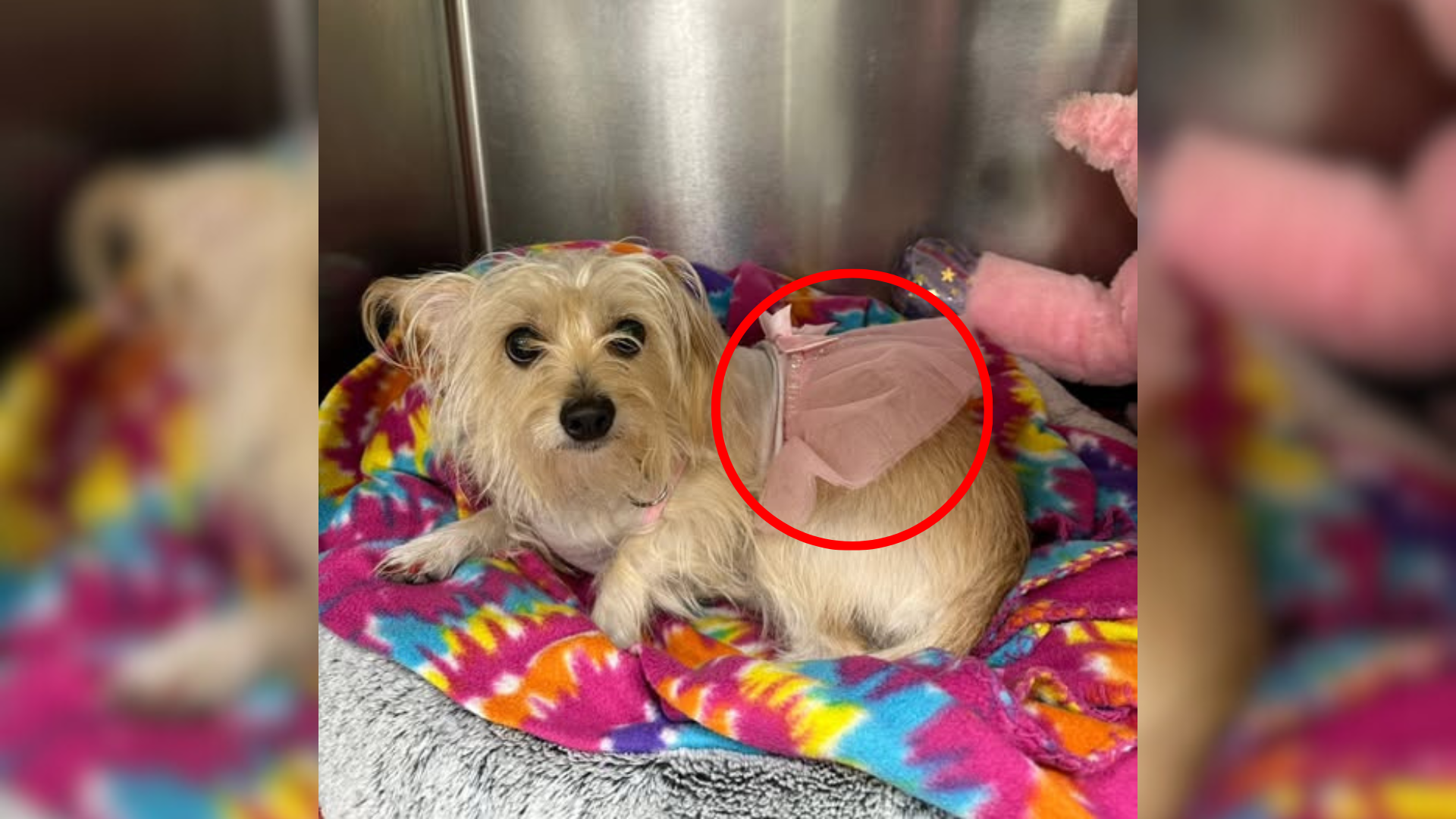 small dog in pink tutu