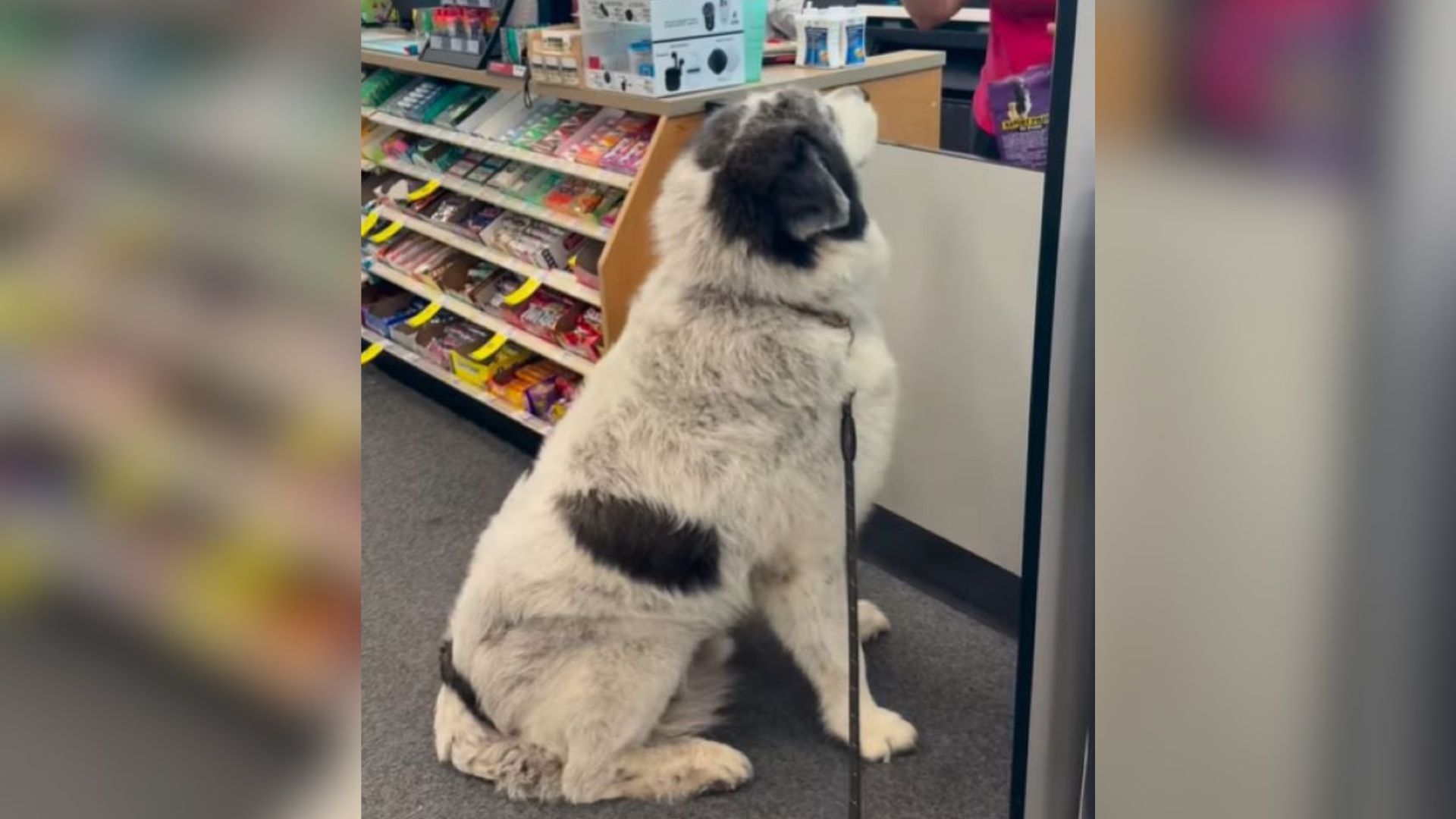 dog in shopping
