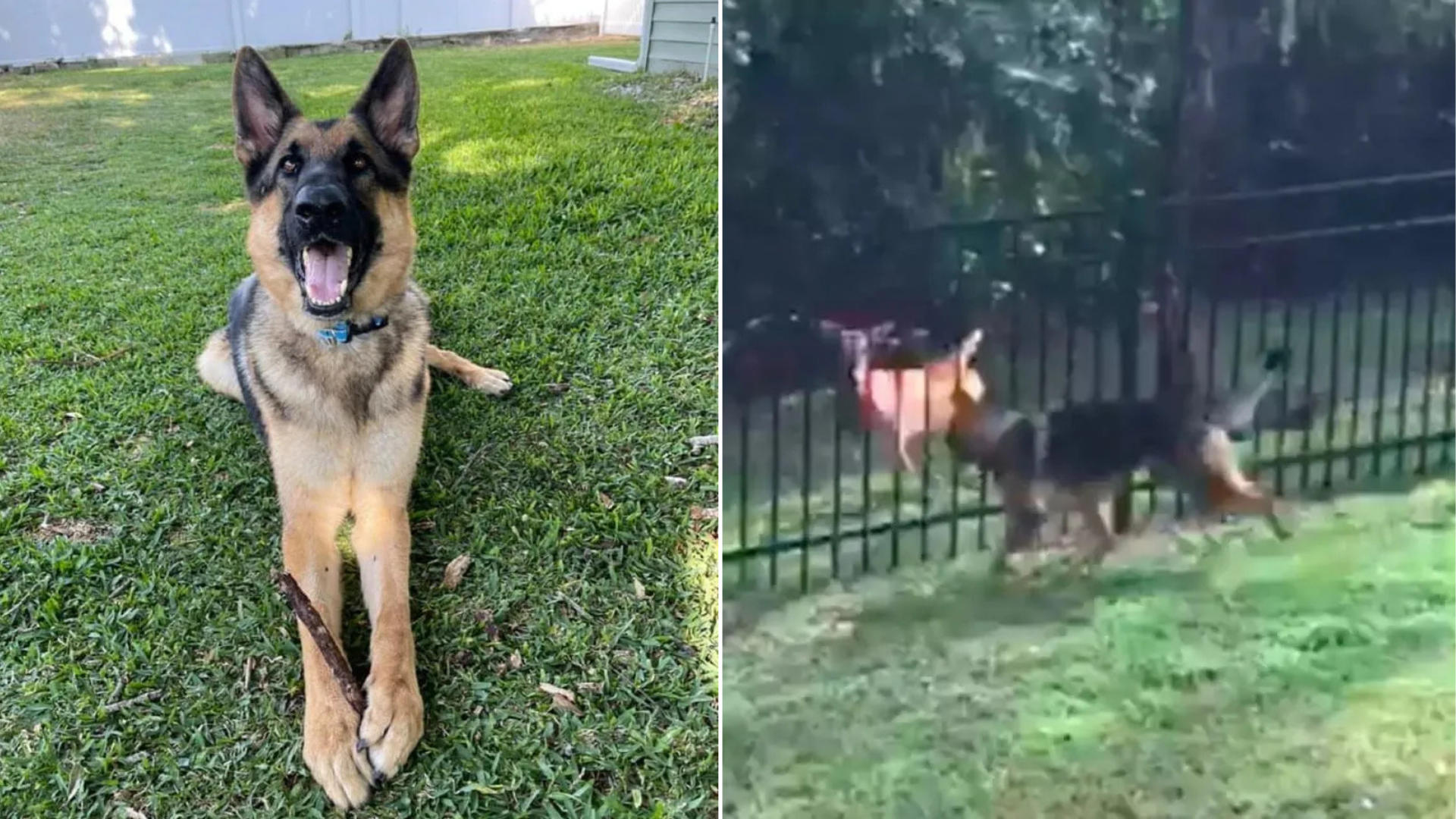 dog playing with deer