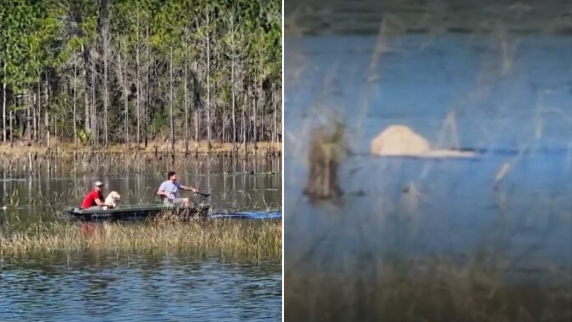 dog struggling in lake