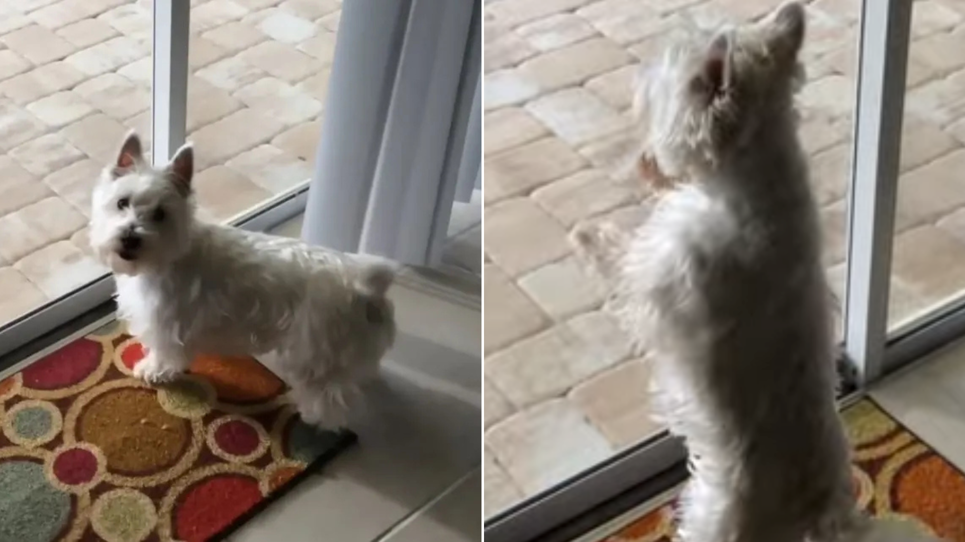 dog looking through glass door