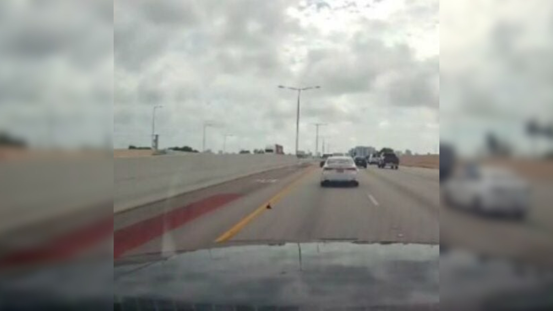 small animal on highway