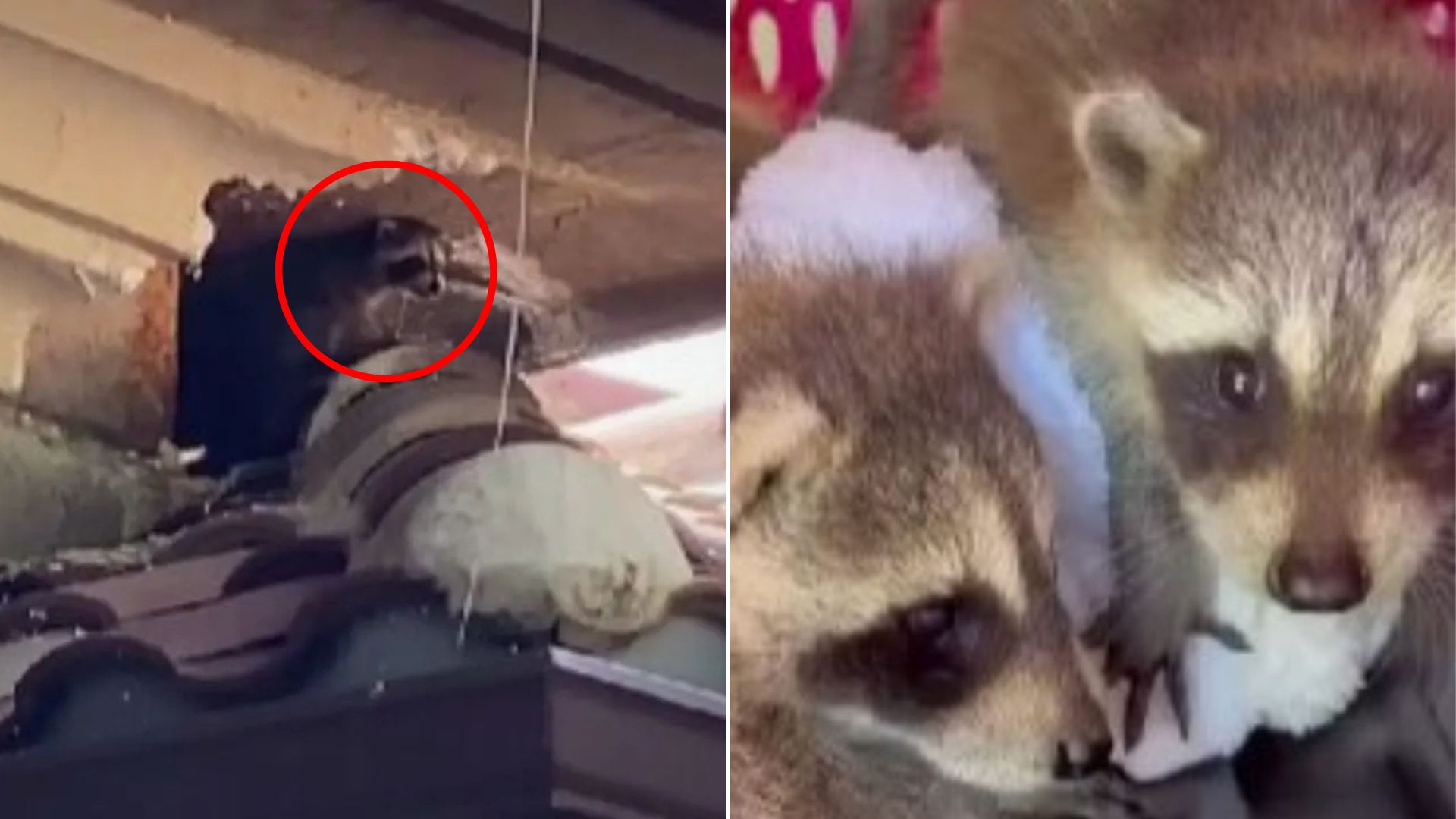 adorable animals