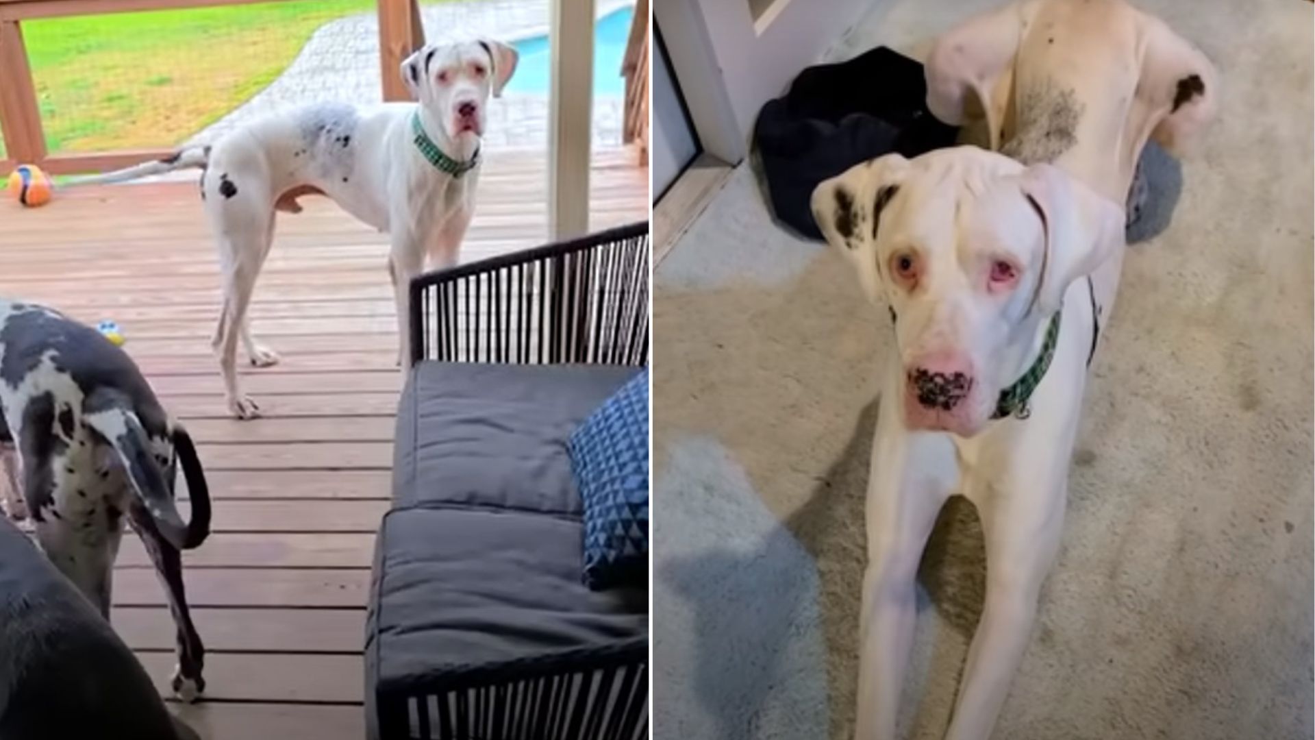 adorable white dog on porch