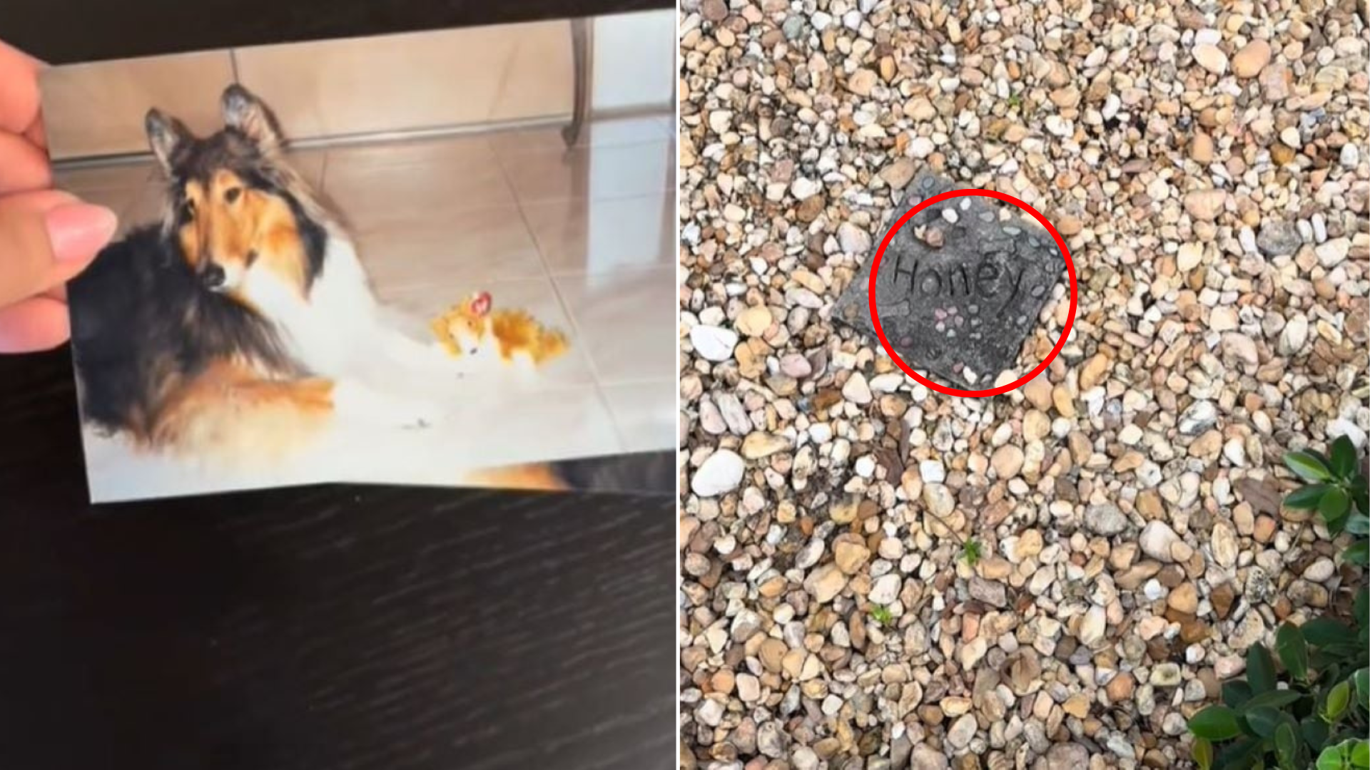 picture of deceased dog