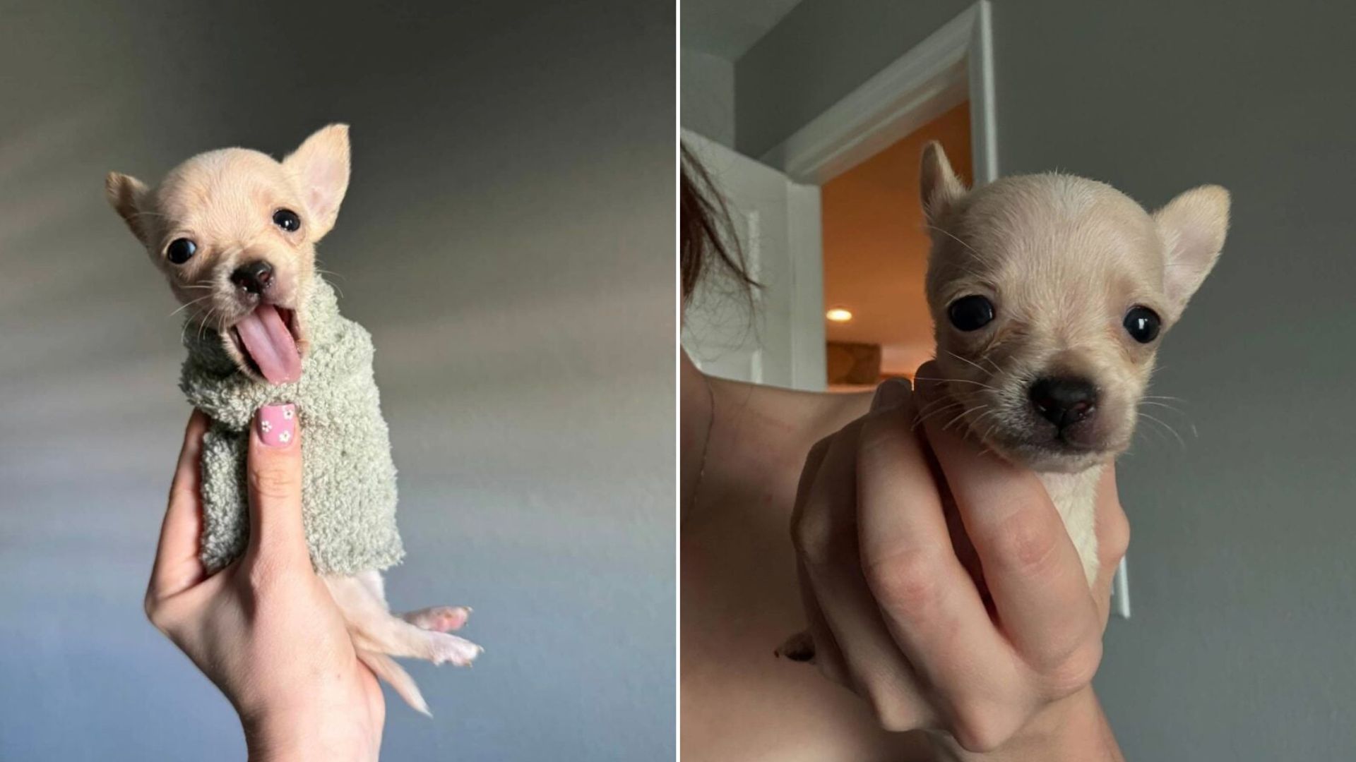 tiny puppy