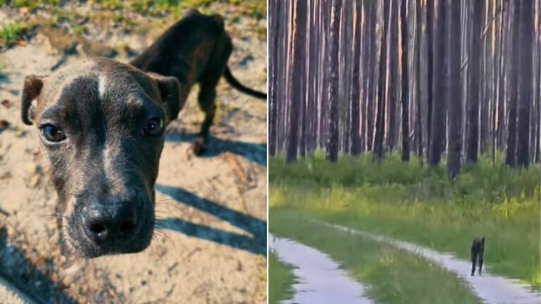 dog in wilderness