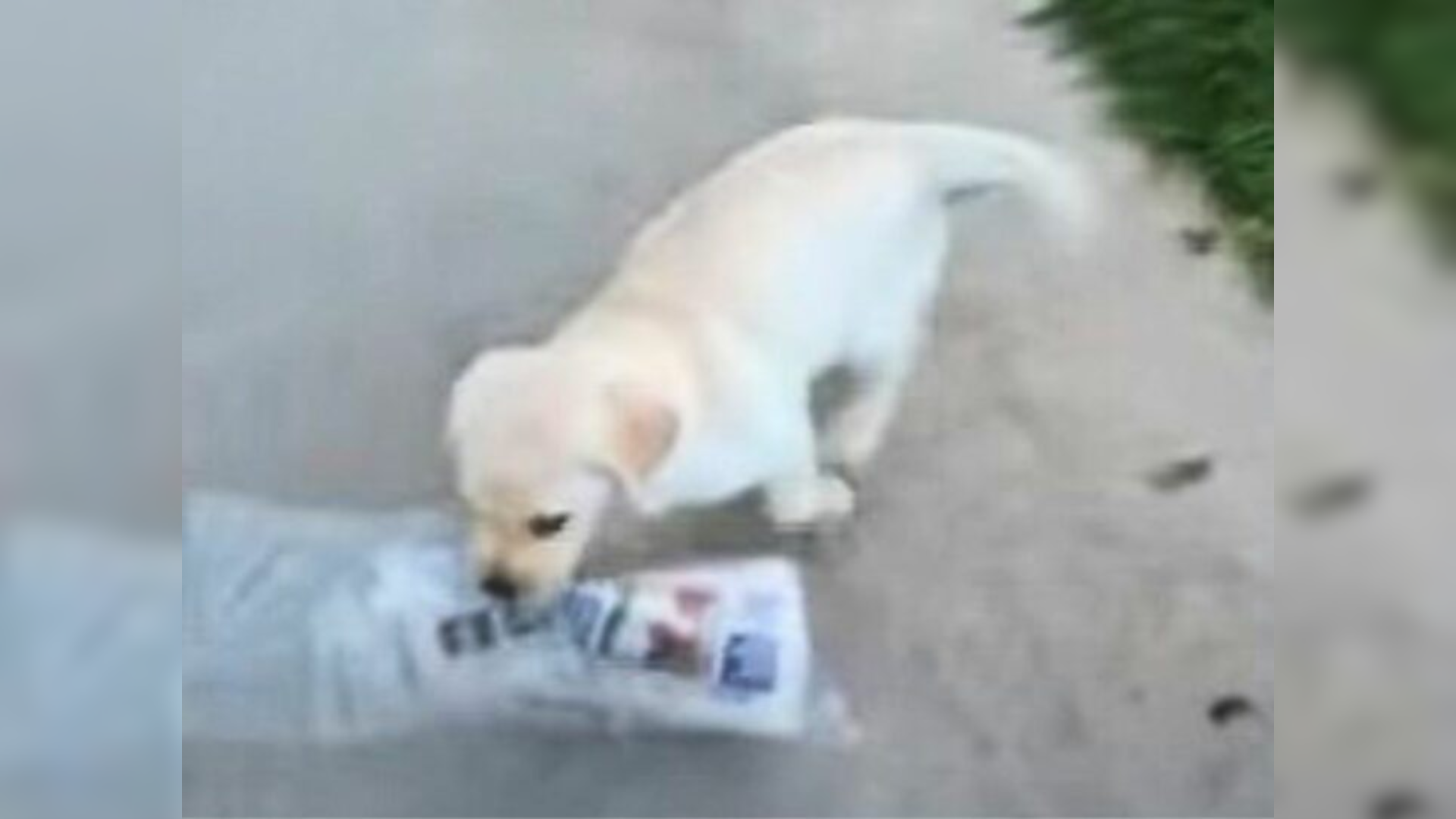 tiny puppy holding newspaper