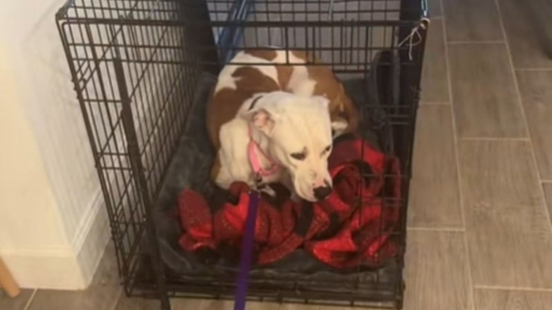 adorable dog