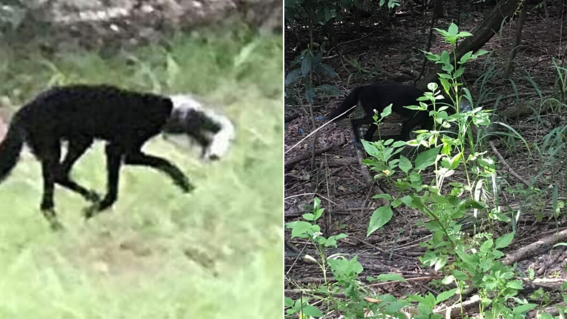 animal with head stuck in jar