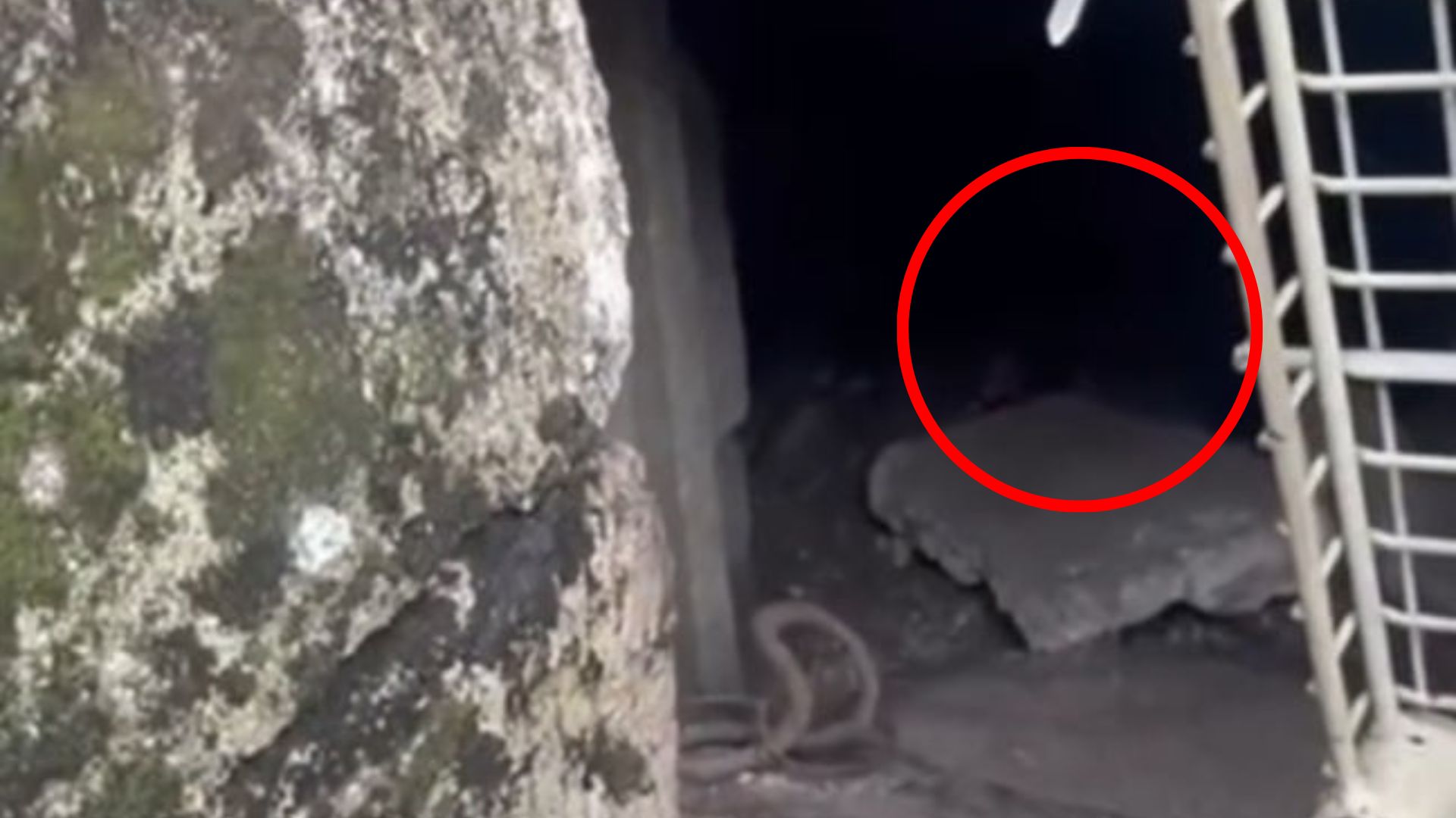 animals in dark