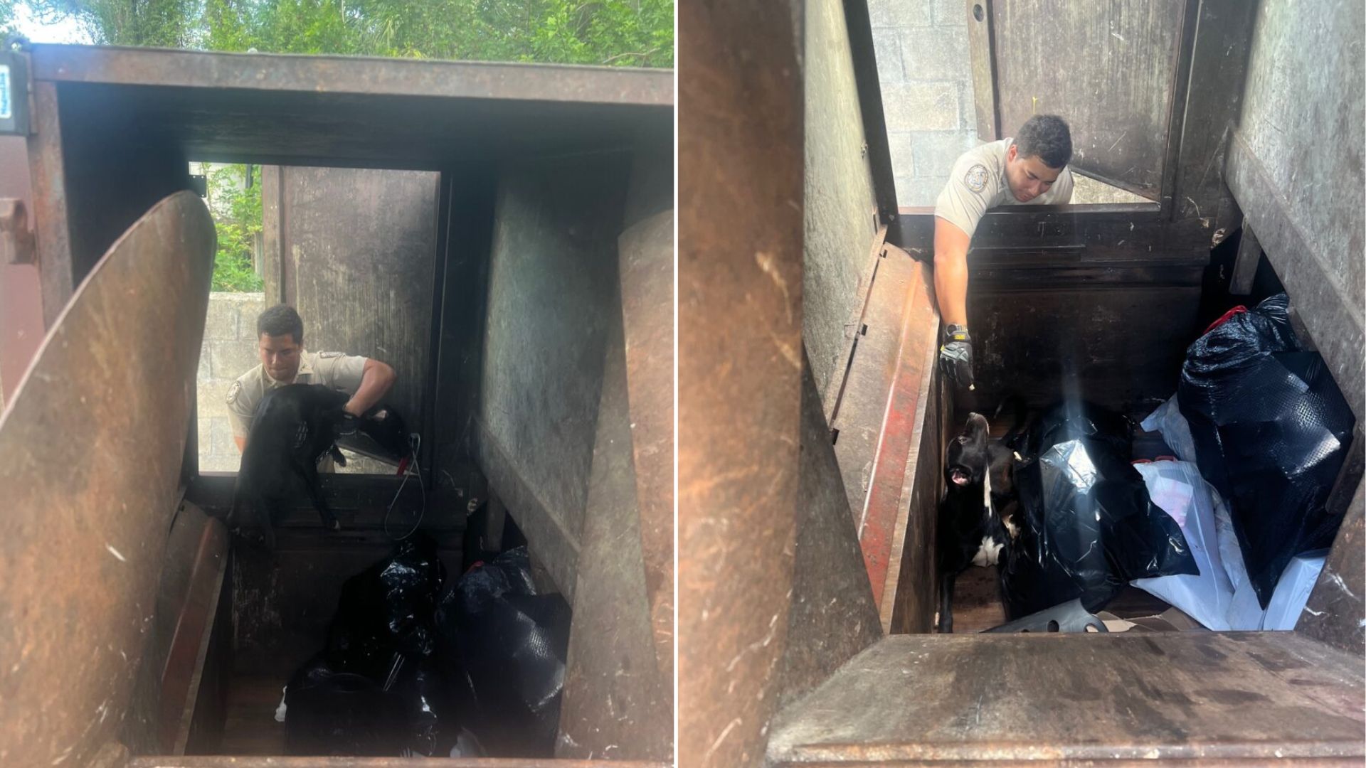 dog in trash compactor