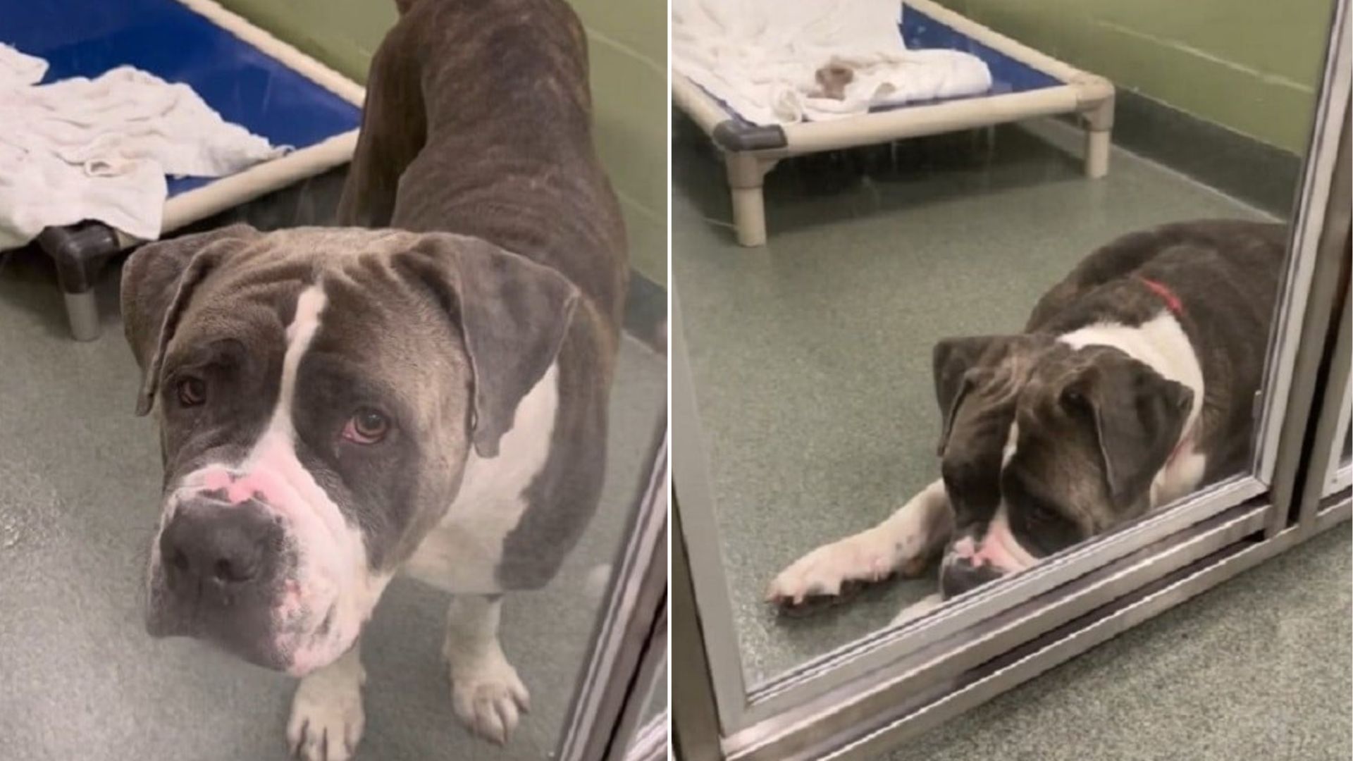 dog laying down in kennel