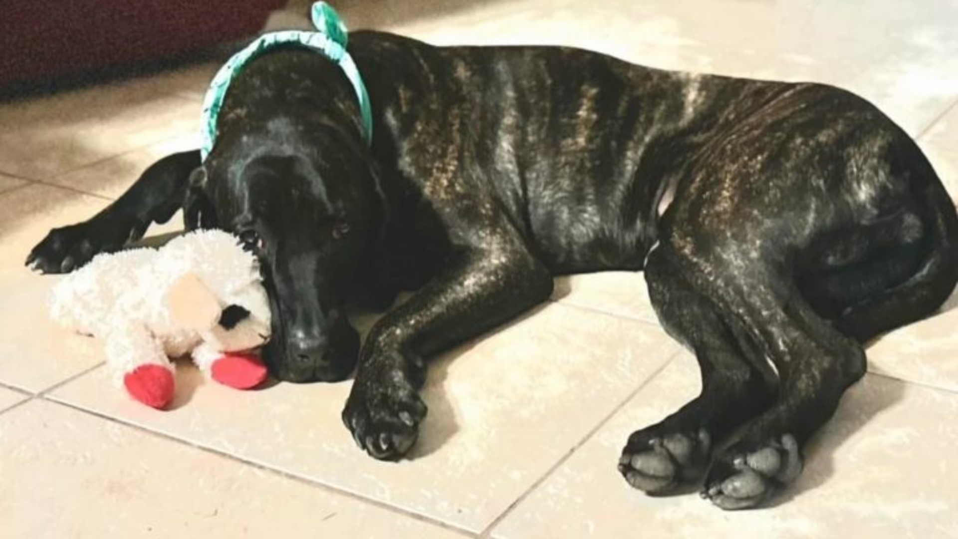 large black dog lying on floor