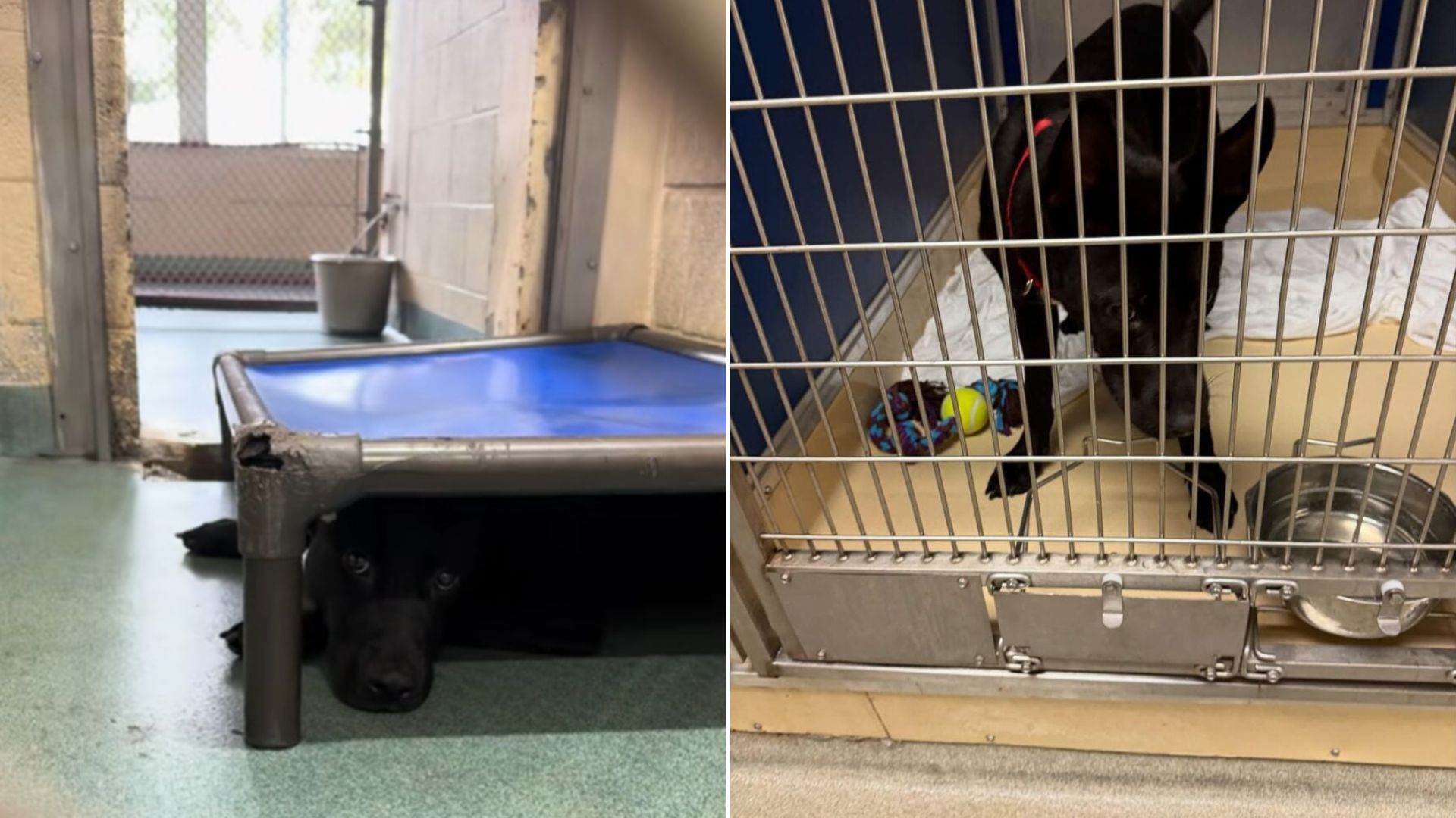 dog in shelter