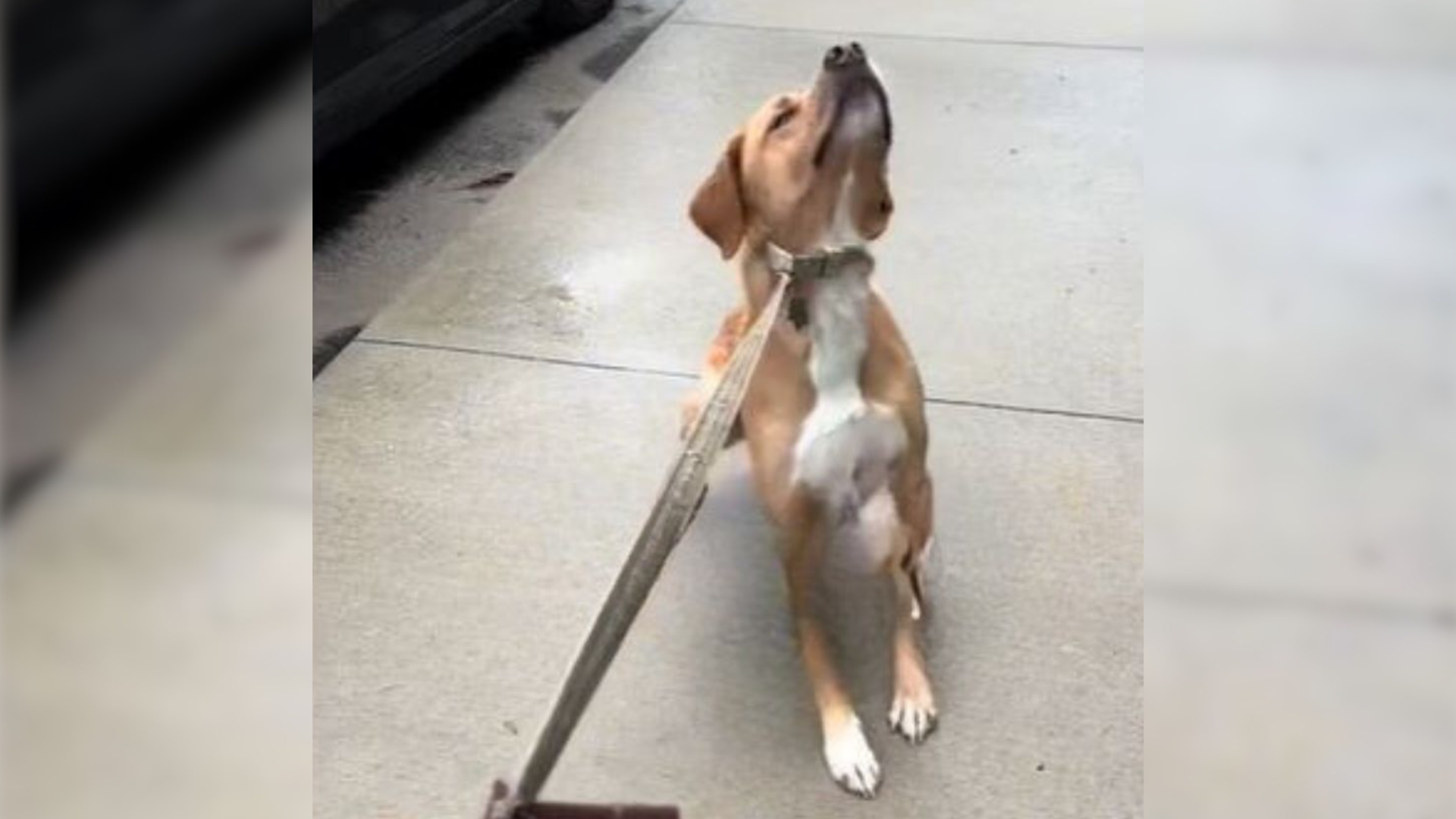 dog refusing to walk