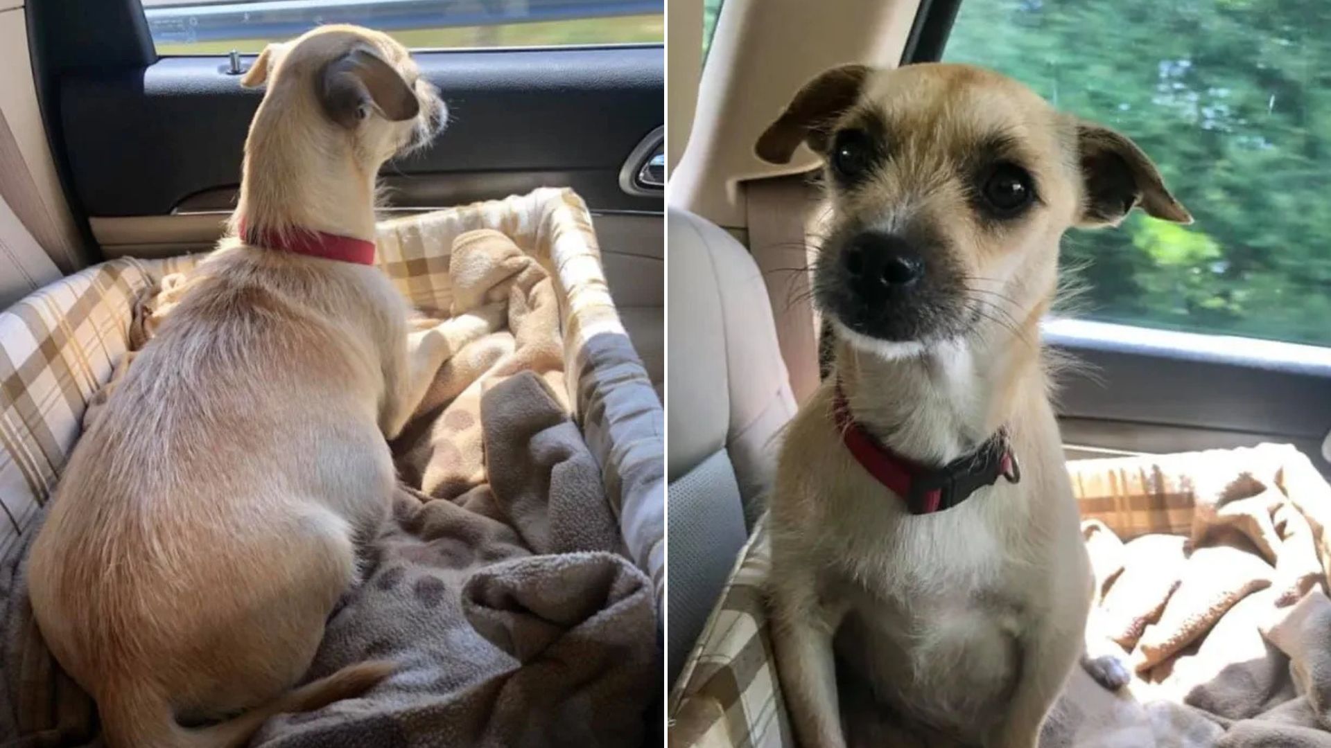 mother dog and puppies