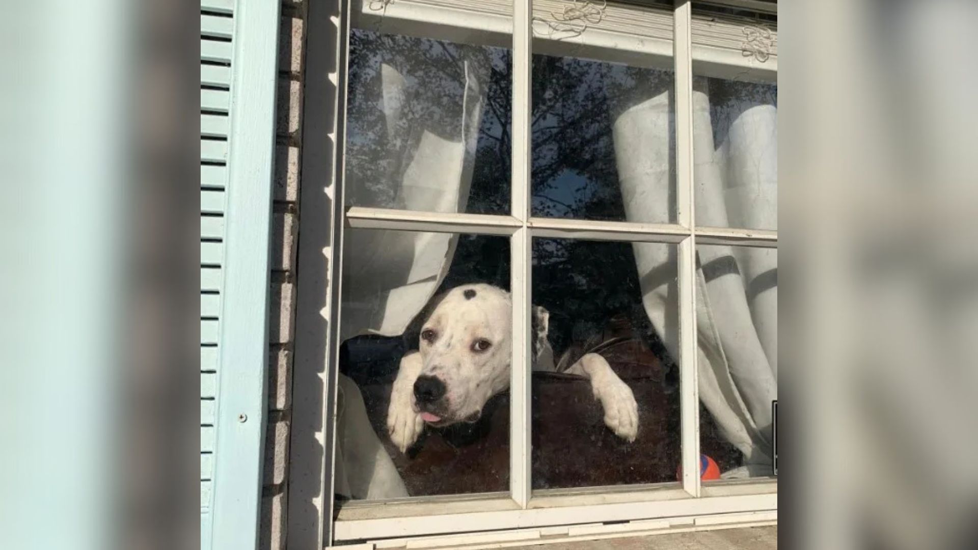 dog watching trough window