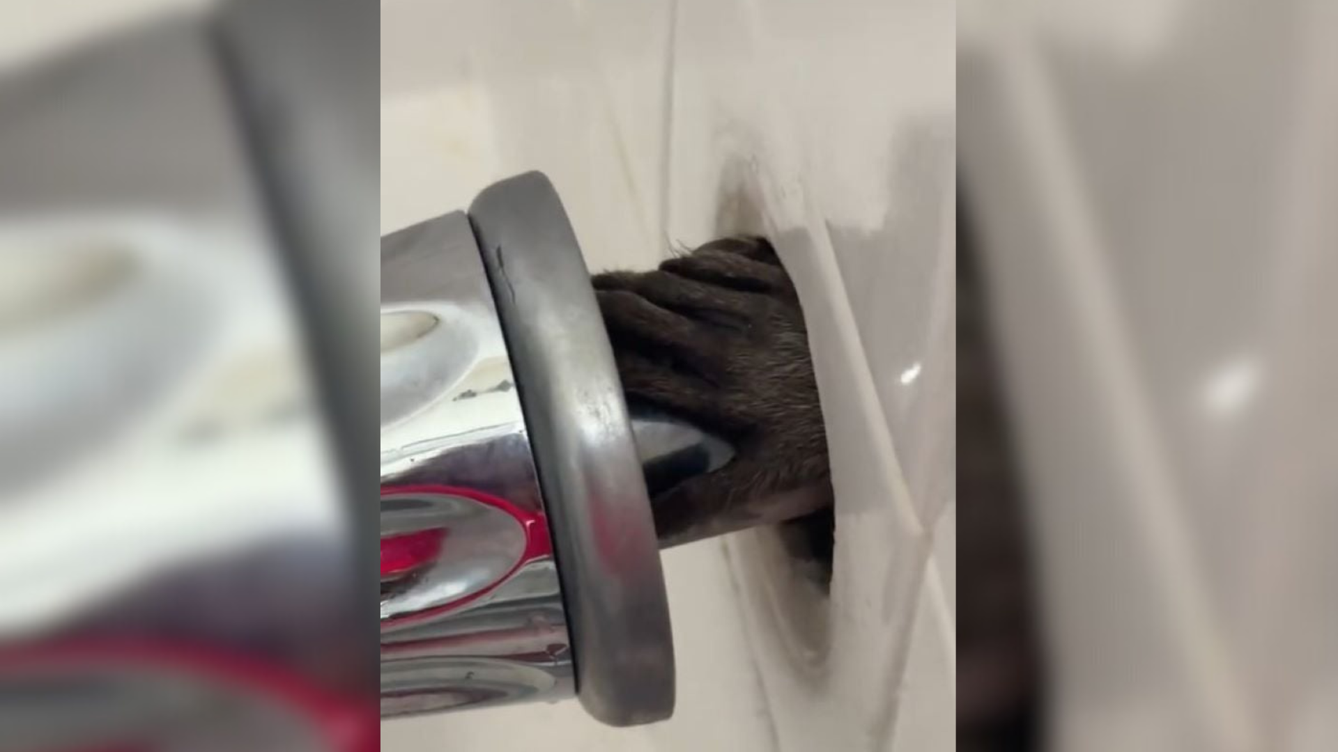 mysterious animal in wall