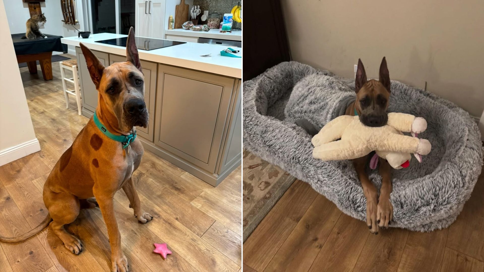 Great Dane in house
