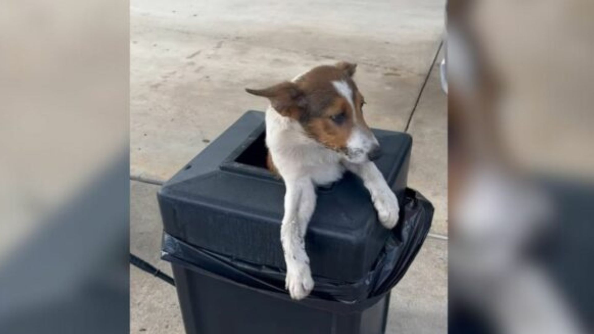 dog in trash can