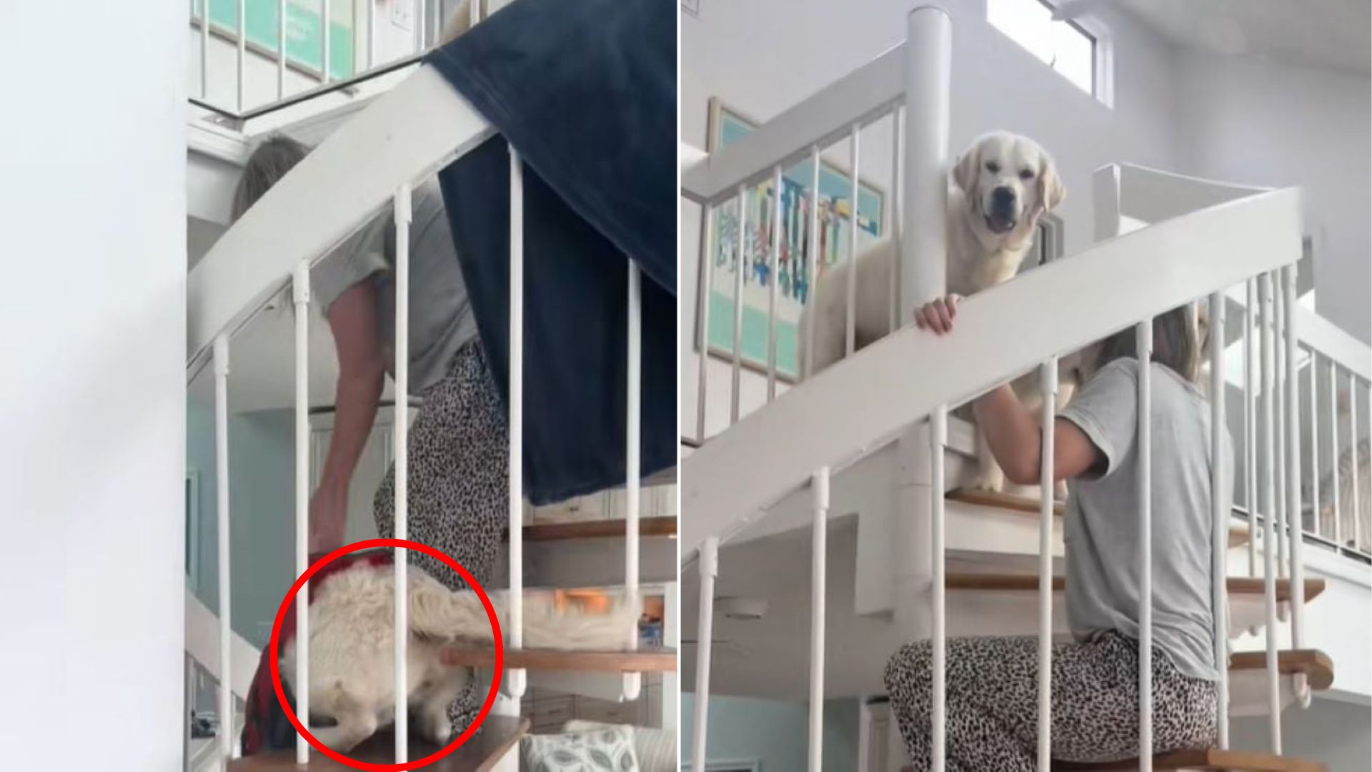 sweet Golden Retriever