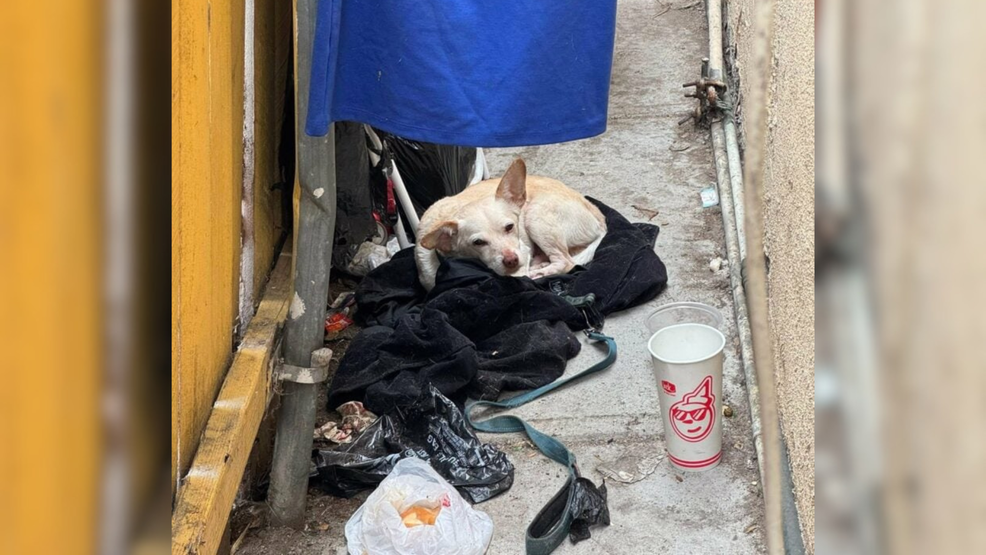 stray dog on a blanket