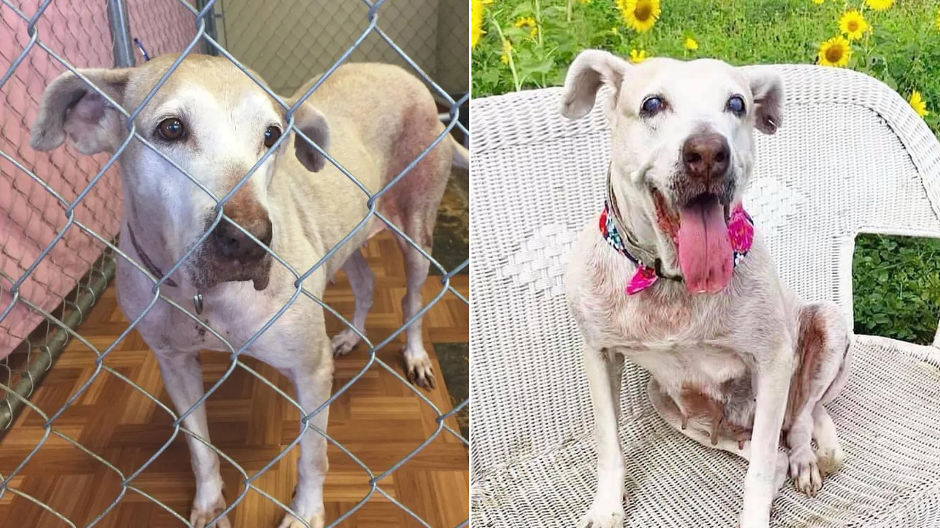 white dog before and after shelter