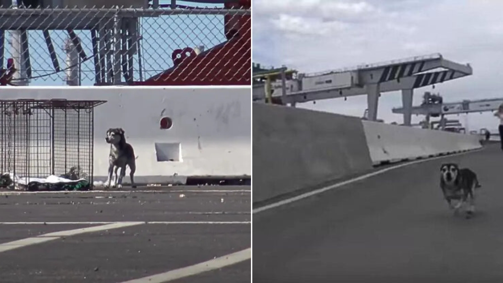 stray dog in distance