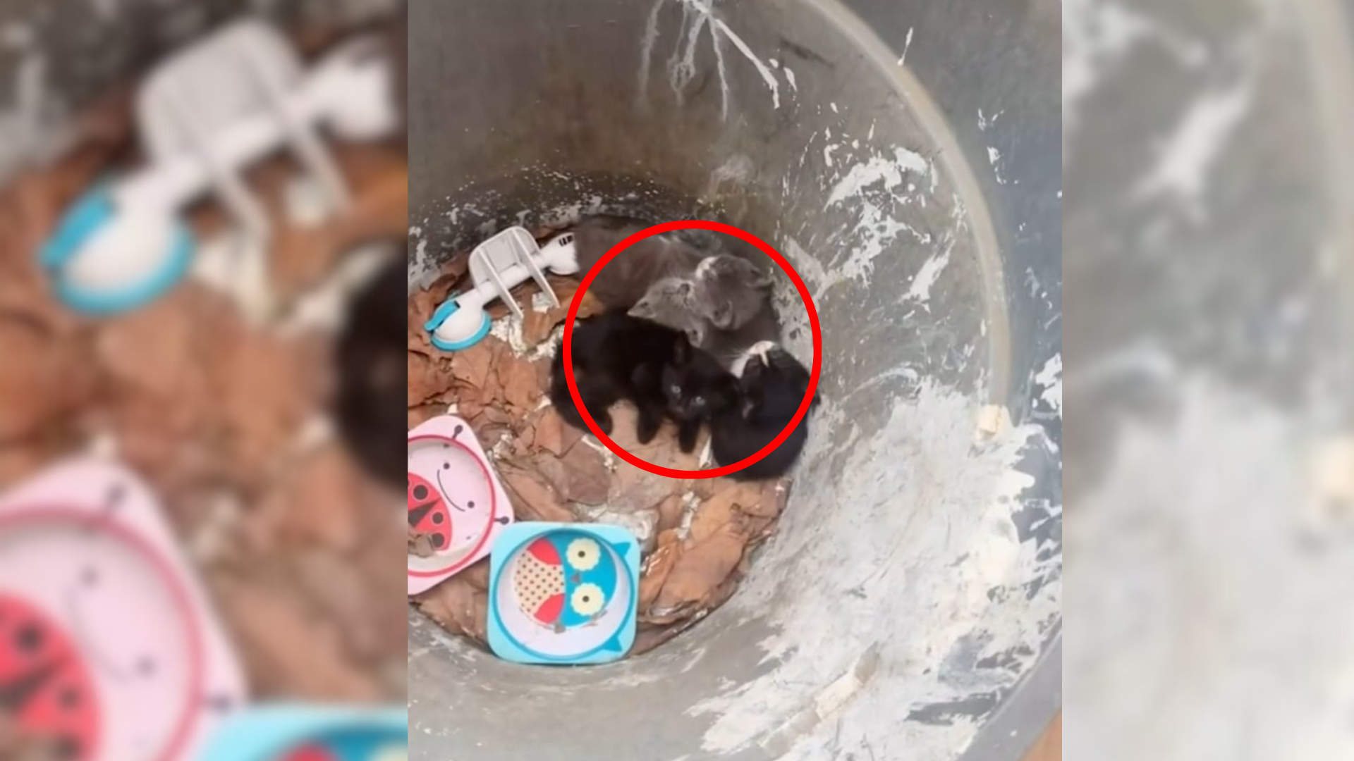 kittens in trash can