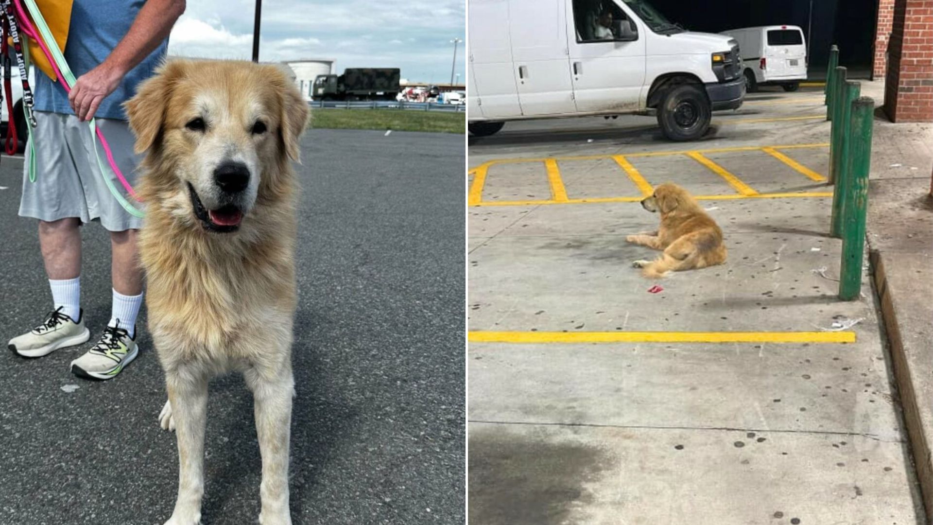 dog on parking lot