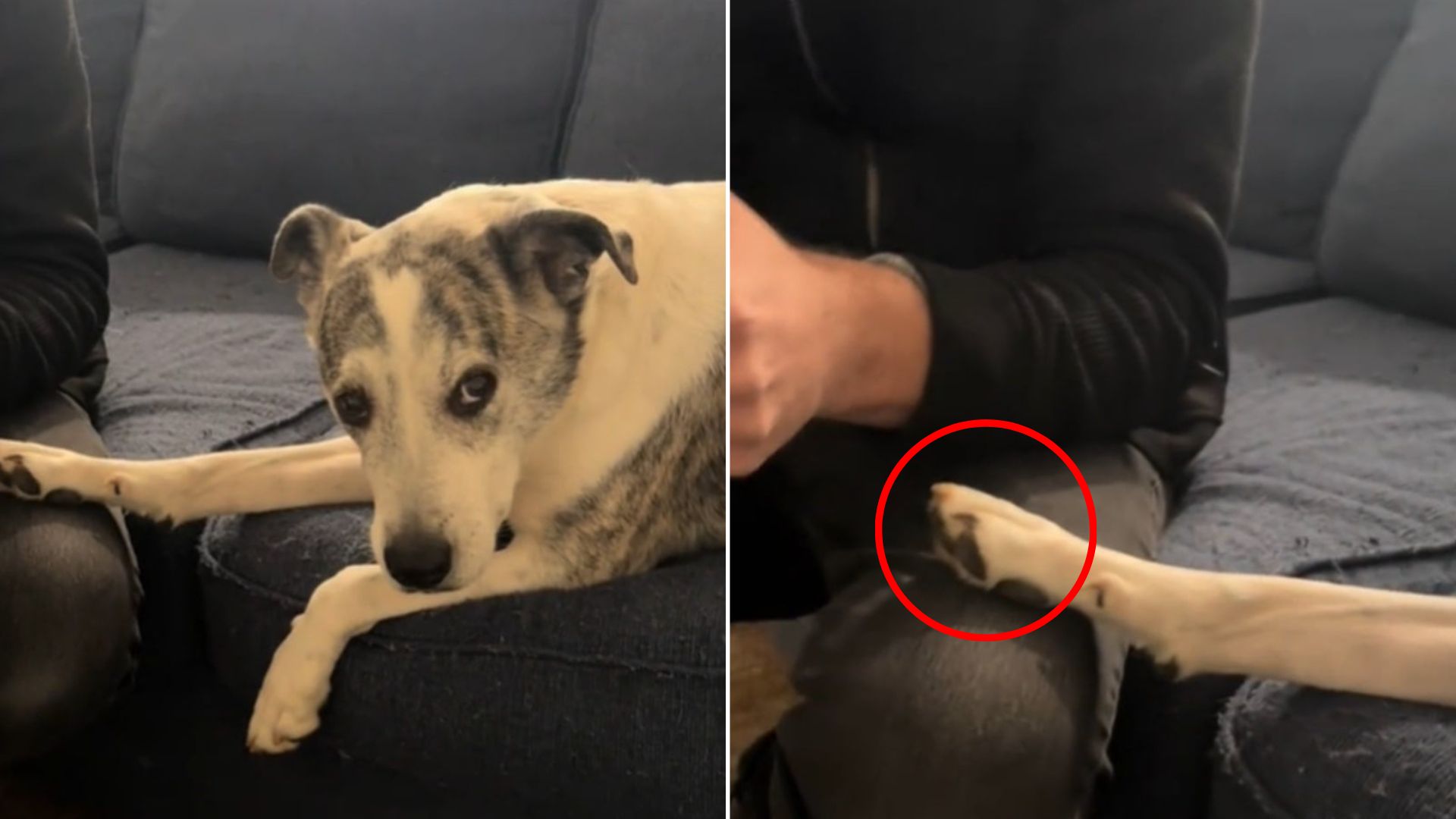 dog sitting in house