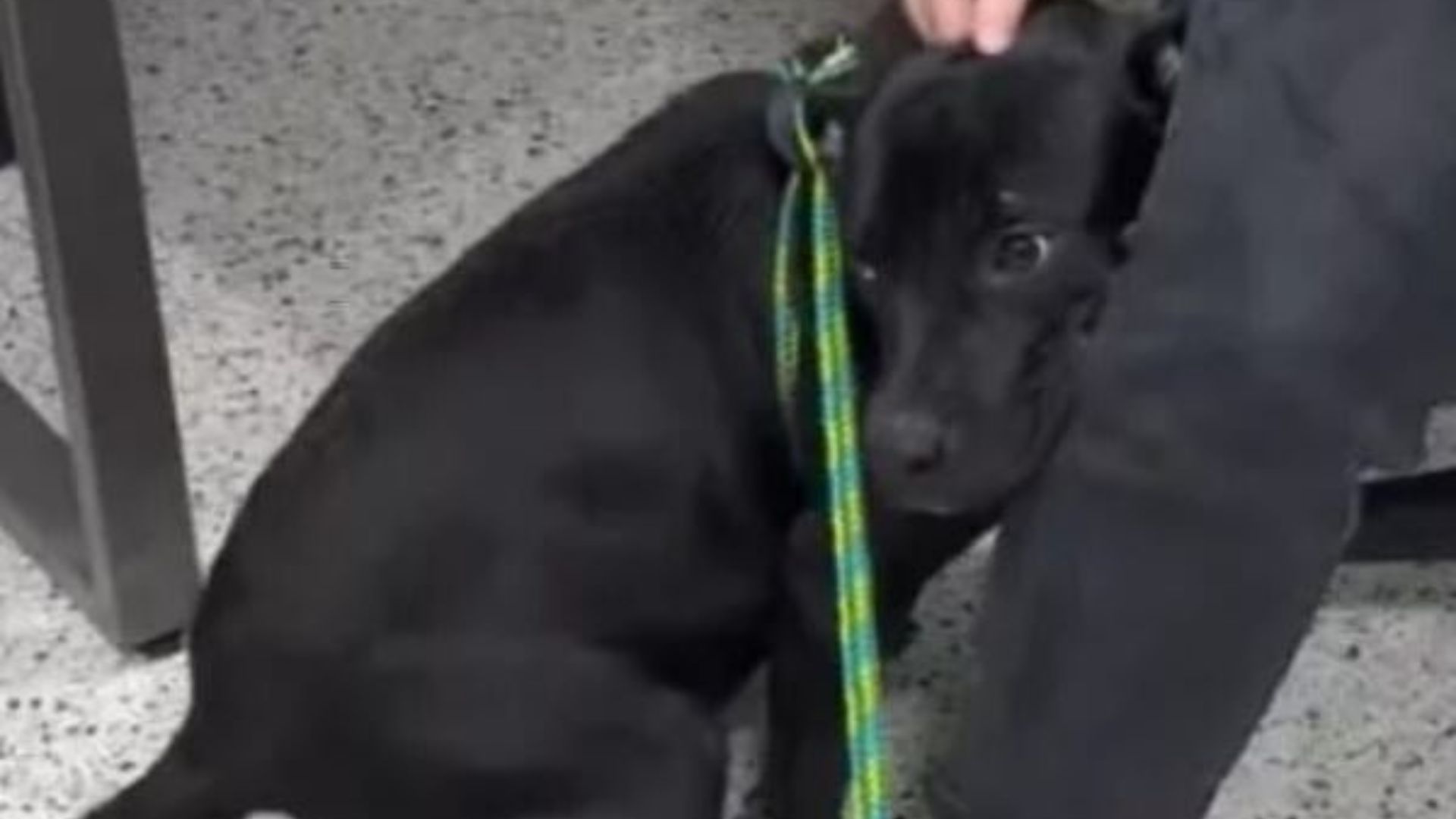 adorable black dog